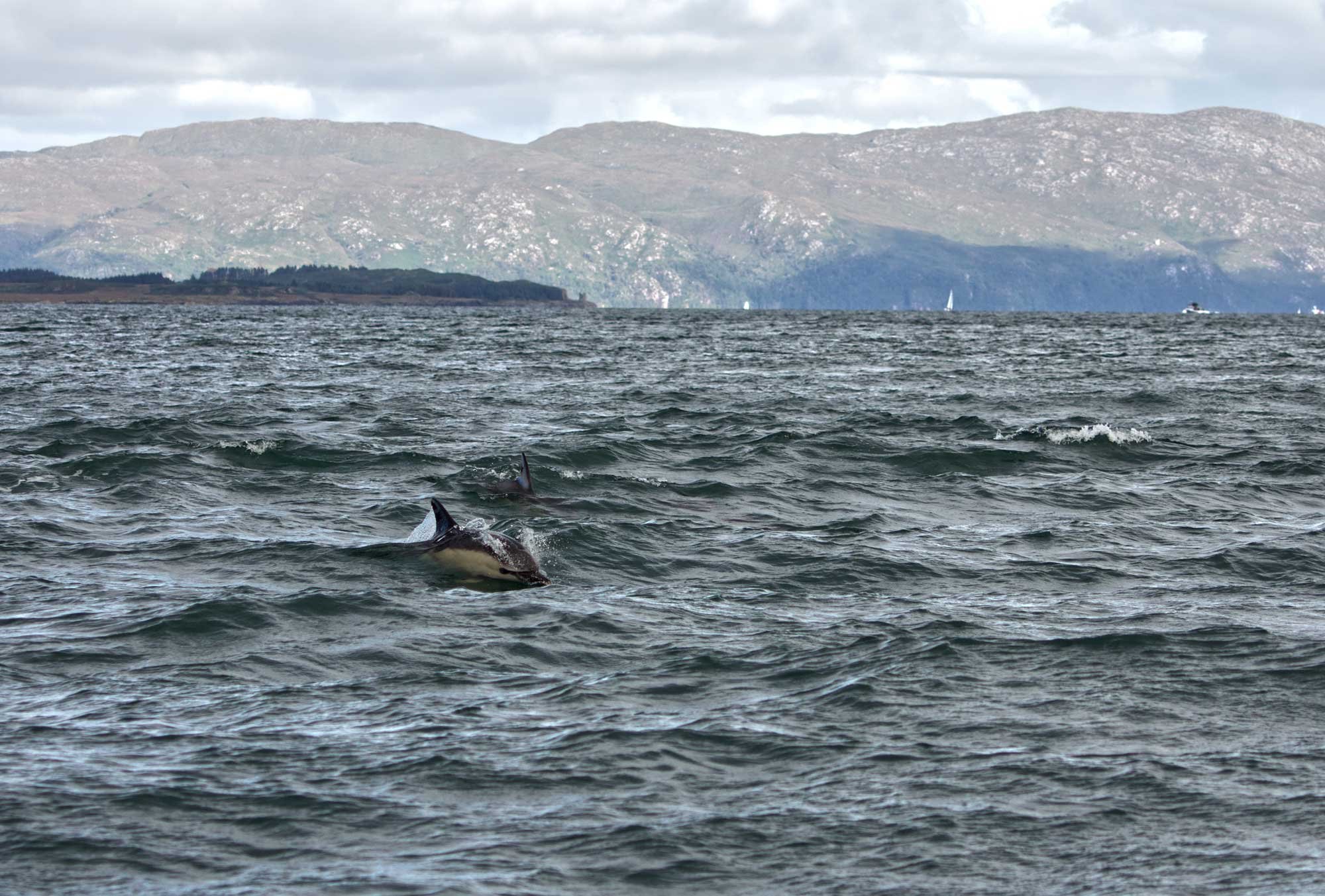 Two dolphins swimming in the ocean with a mountainous coastline in the background.