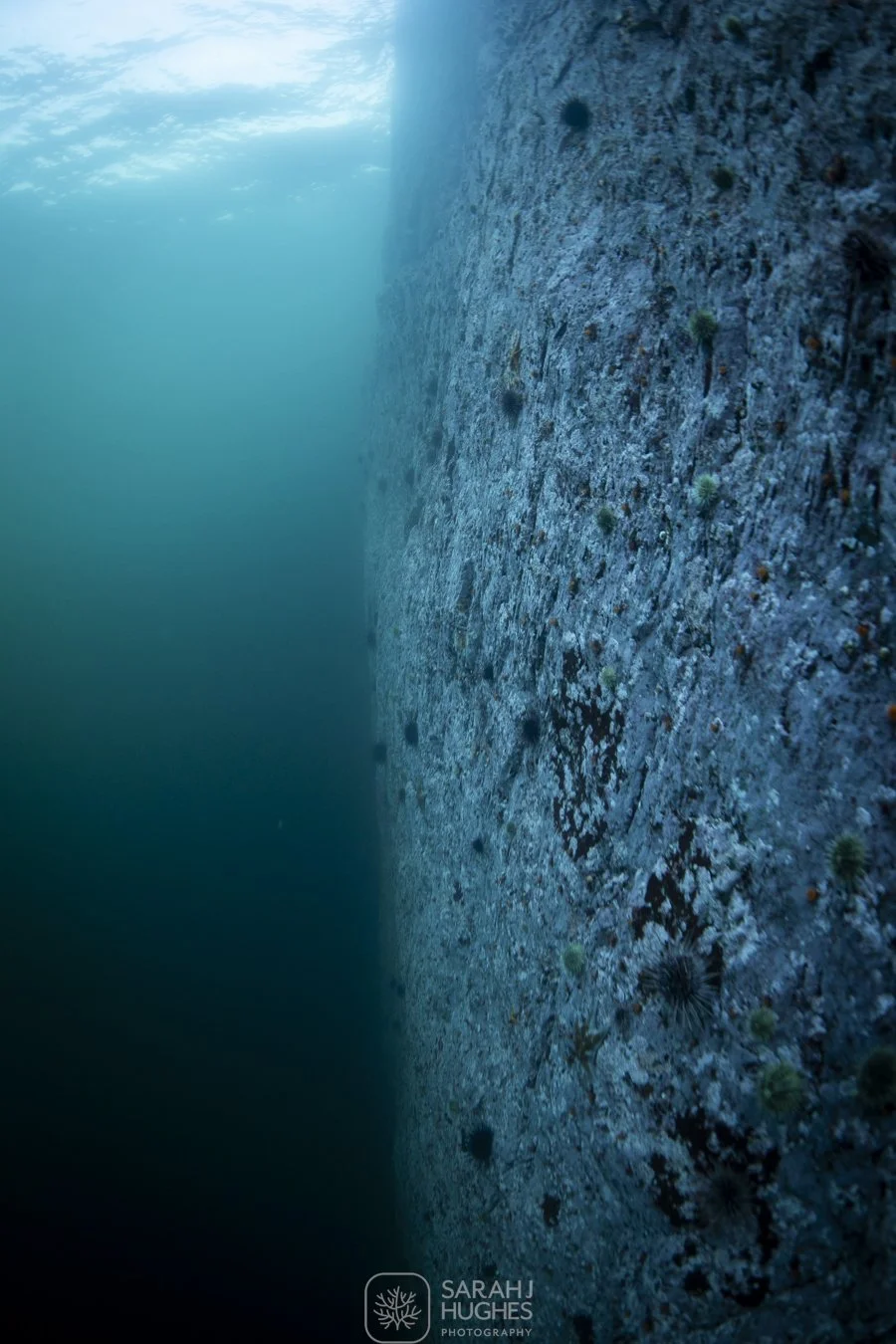 Underwater view of a sandy ocean floor with small rocks and sparse aquatic plants.