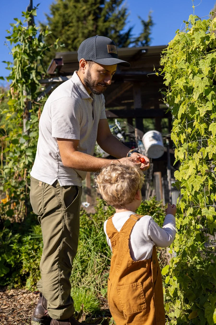 A man and a young child picking cherry tomatoes in a garden with green plants and blue sky.