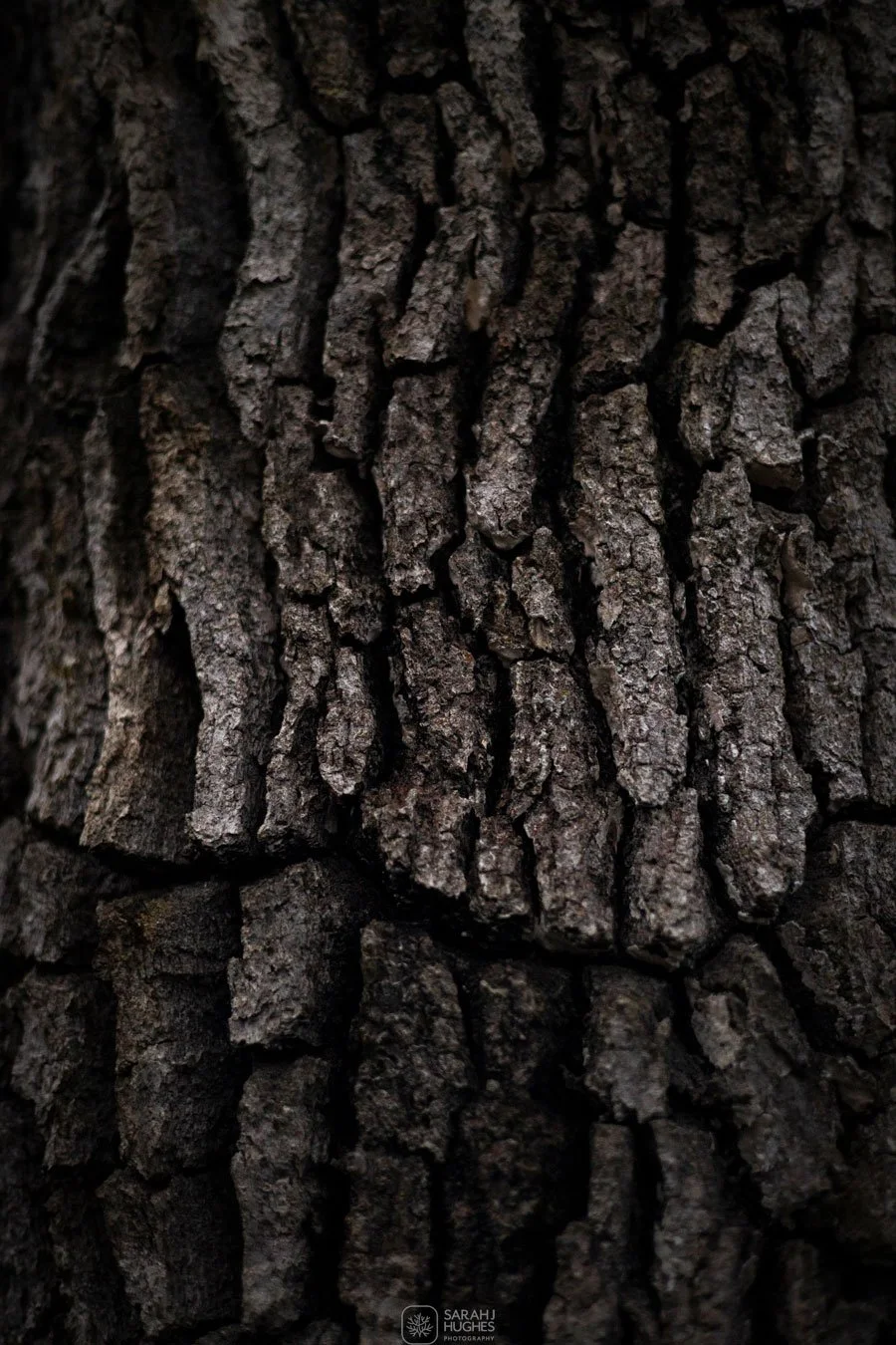 Close-up of dark, textured tree bark with deep ridges and cracks.