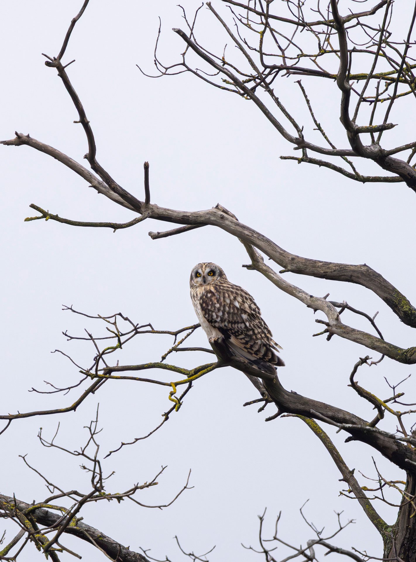 A owl perched on a leafless tree branch against a grey sky.