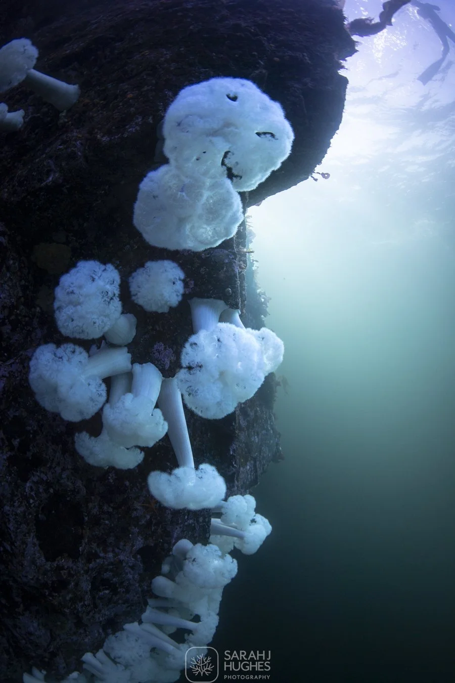 Underwater photo of vibrant white coral growing on a dark rocky surface with blue ocean water in the background.