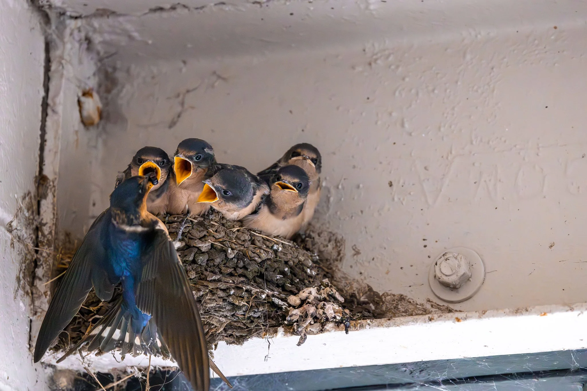 A group of six baby birds in a birdhouse, with one adult bird flying nearby.