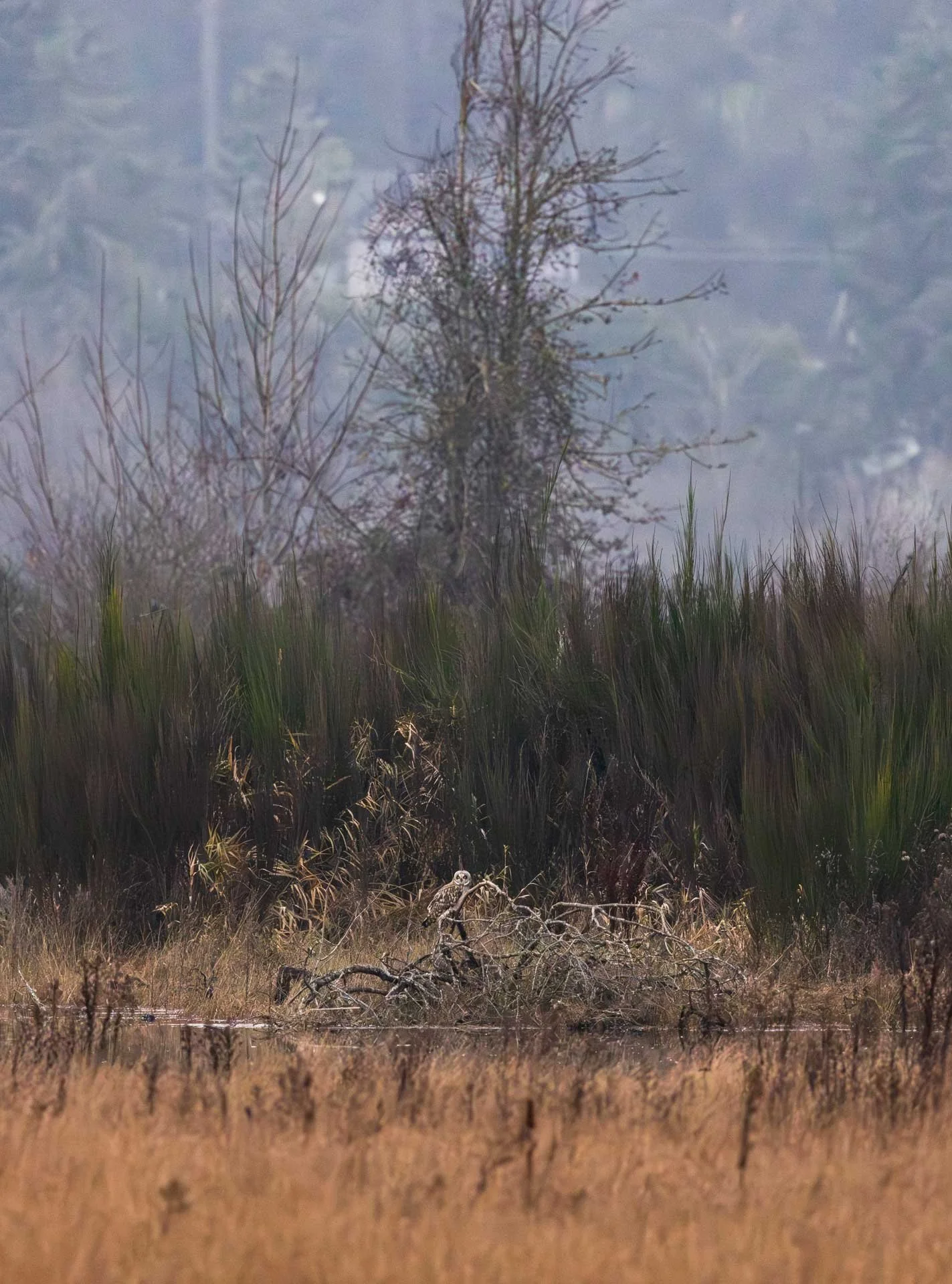 A marshland with tall grass, a fallen branch, and a bird of prey perched on the branch. In the background, there is a large, leafless tree and tall shrubs, with a hazy sky overhead.