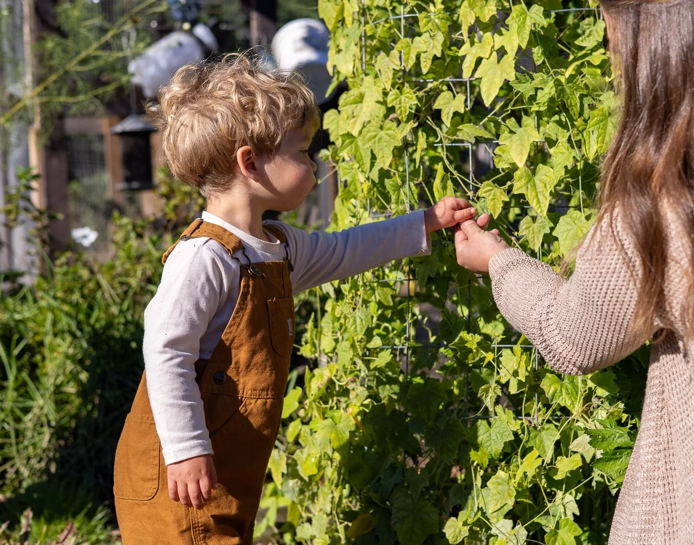 A young child with curly blonde hair wearing brown overalls and a white long-sleeve shirt reaching out to touch green climbing plants on a garden trellis, with an adult assisting nearby.