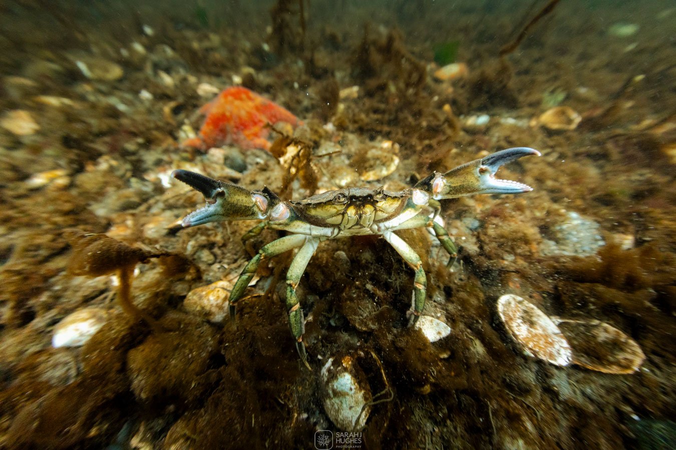 A crab on the ocean floor among small shells and rocks.