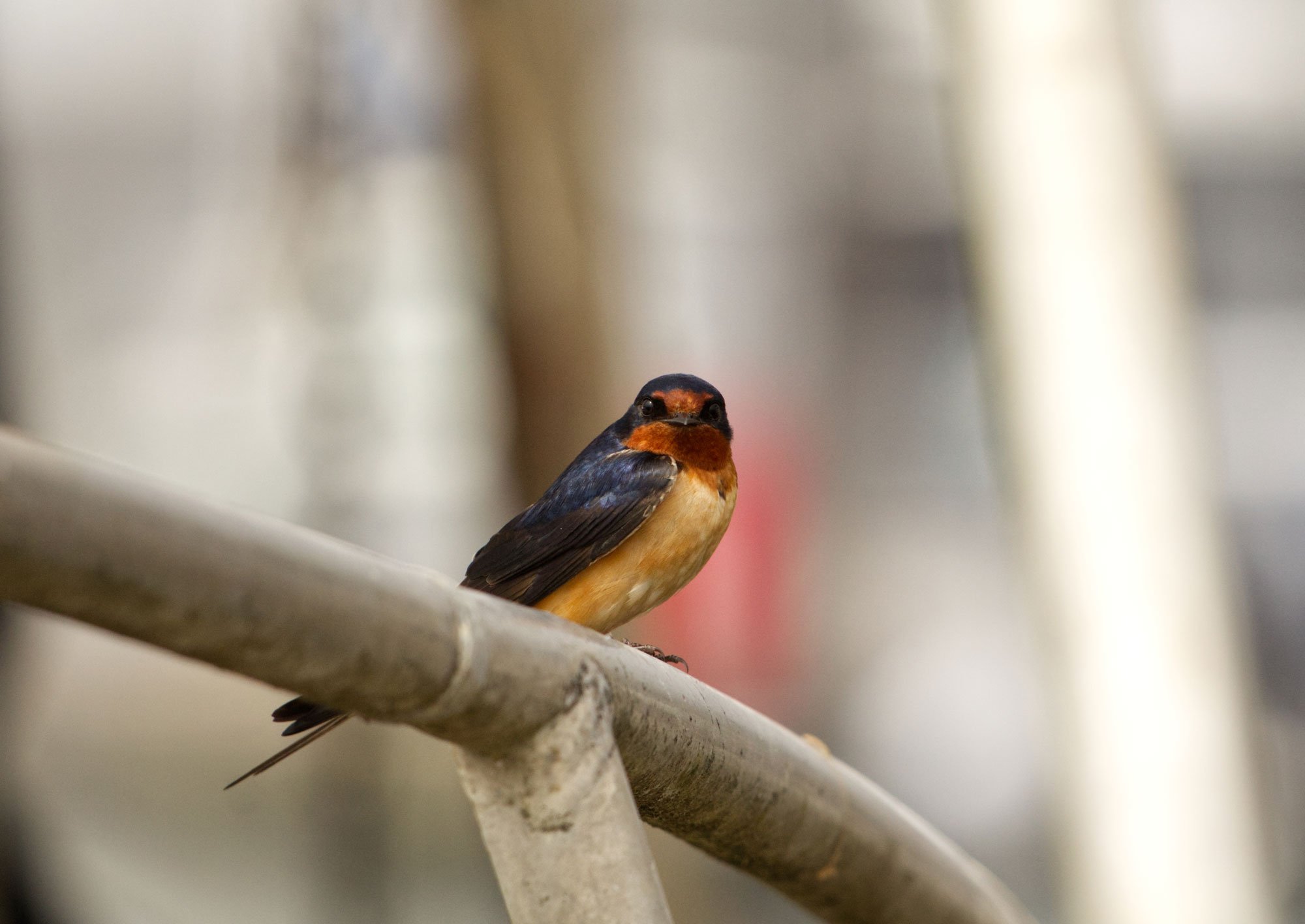 A small bird with dark head and wings, orange throat, and beige belly perched on a metal pipe.