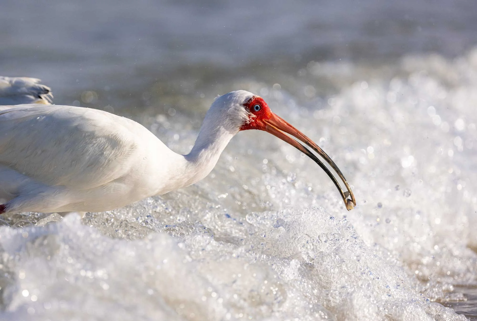 A white bird standing in shallow water among foamy waves.