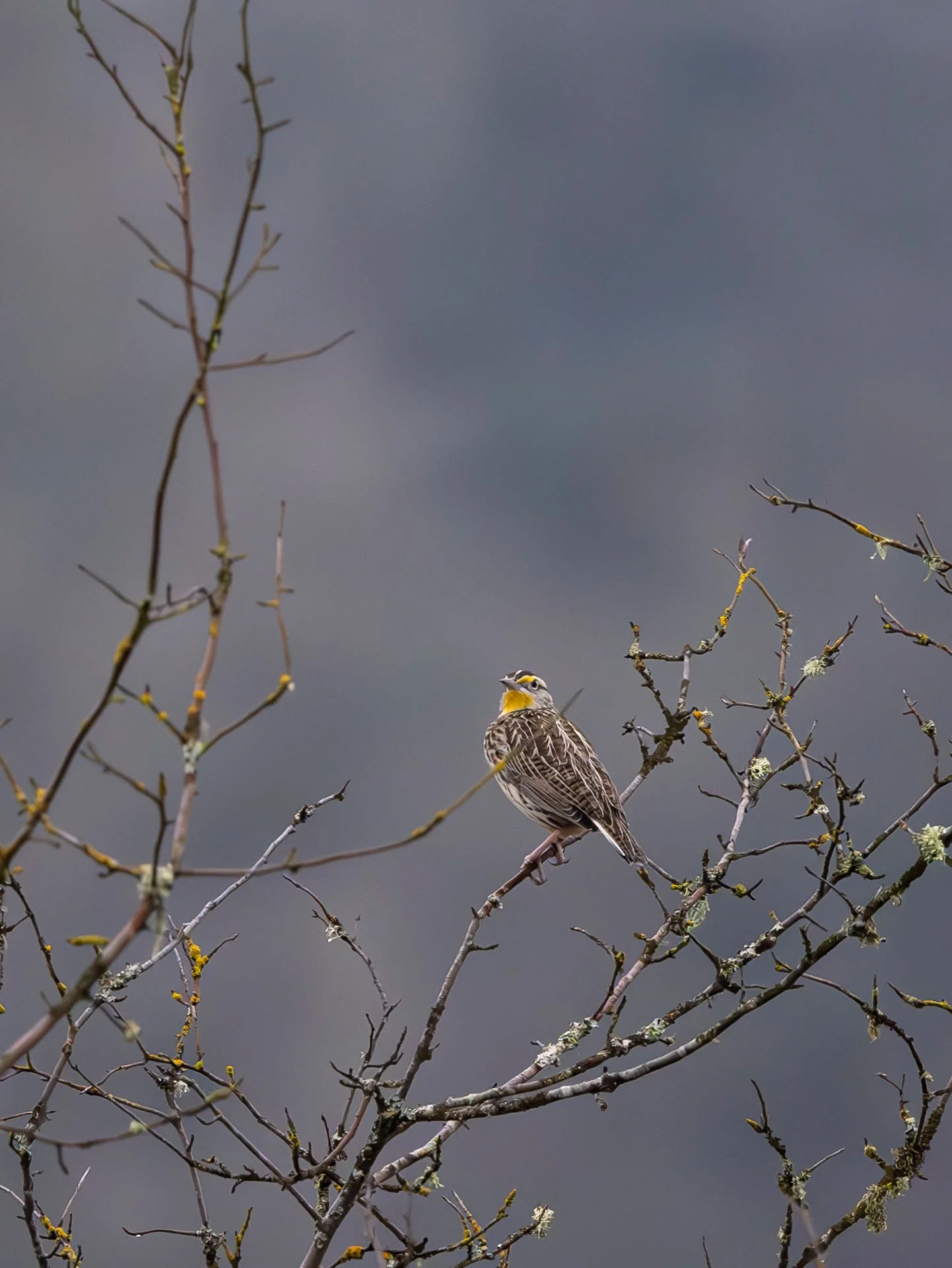 A bird perched on a thin, leafless branch against a blurred, cloudy sky background.