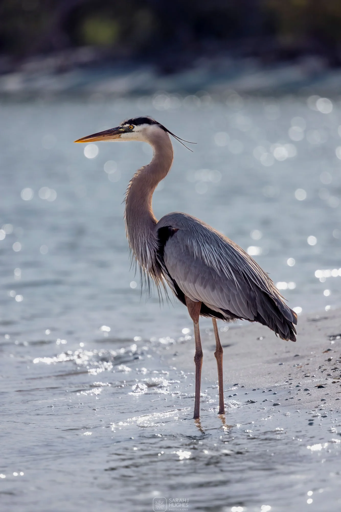 A heron standing in shallow water at the shoreline with a blurred background.