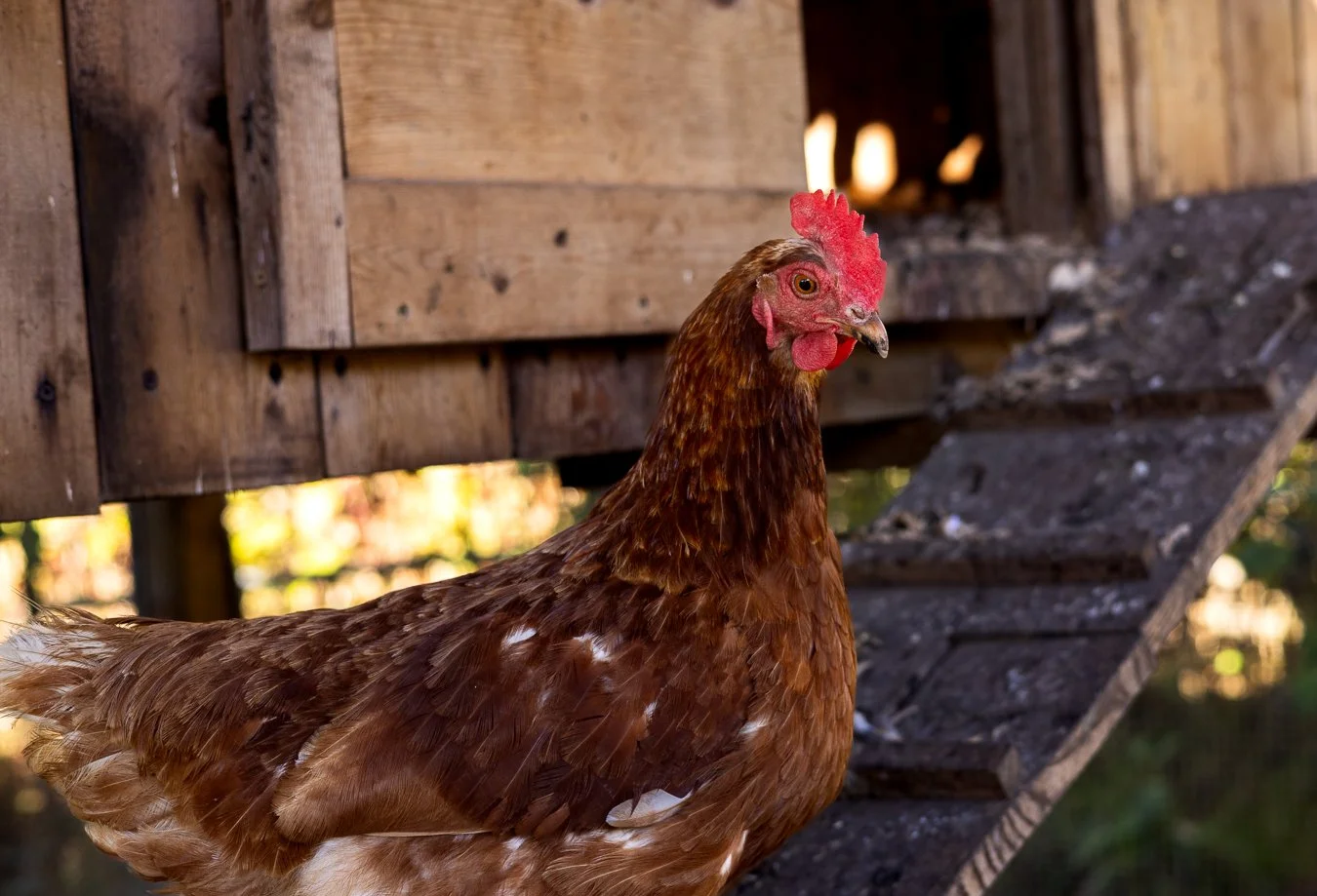 Back to the Land Reserve