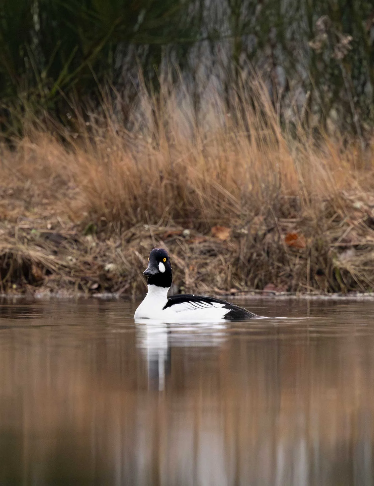A male goldeneye duck swimming in a calm body of water near the shoreline with tall grasses and reeds in the background.