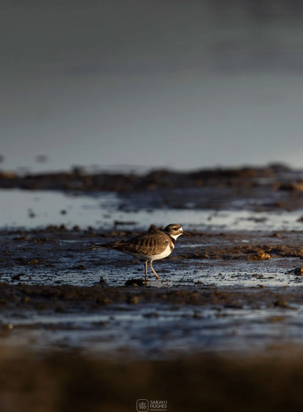 A small bird standing on a wet, muddy shoreline with a cloudy sky in the background.