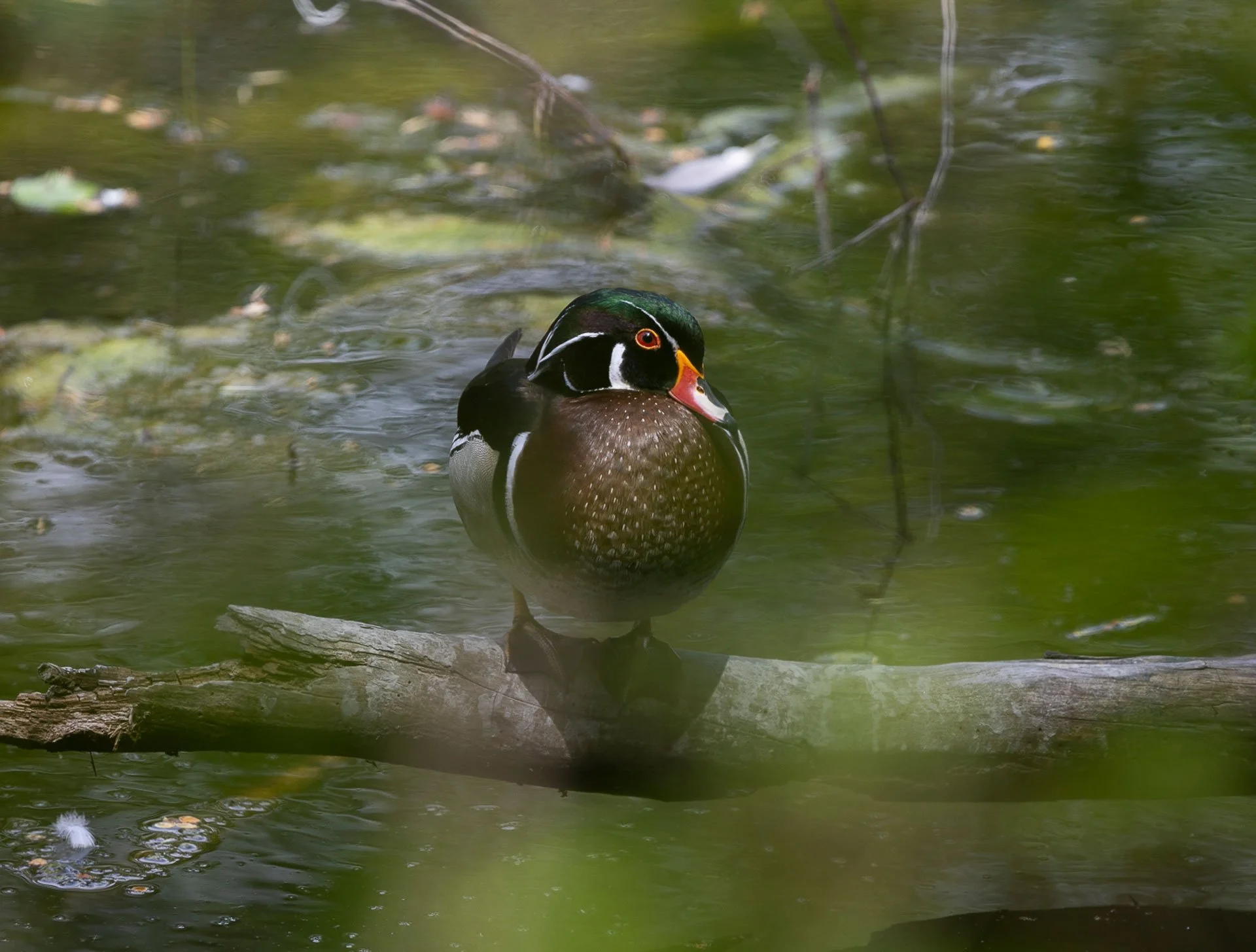 A colorful male wood duck standing on a log in a greenish pond.