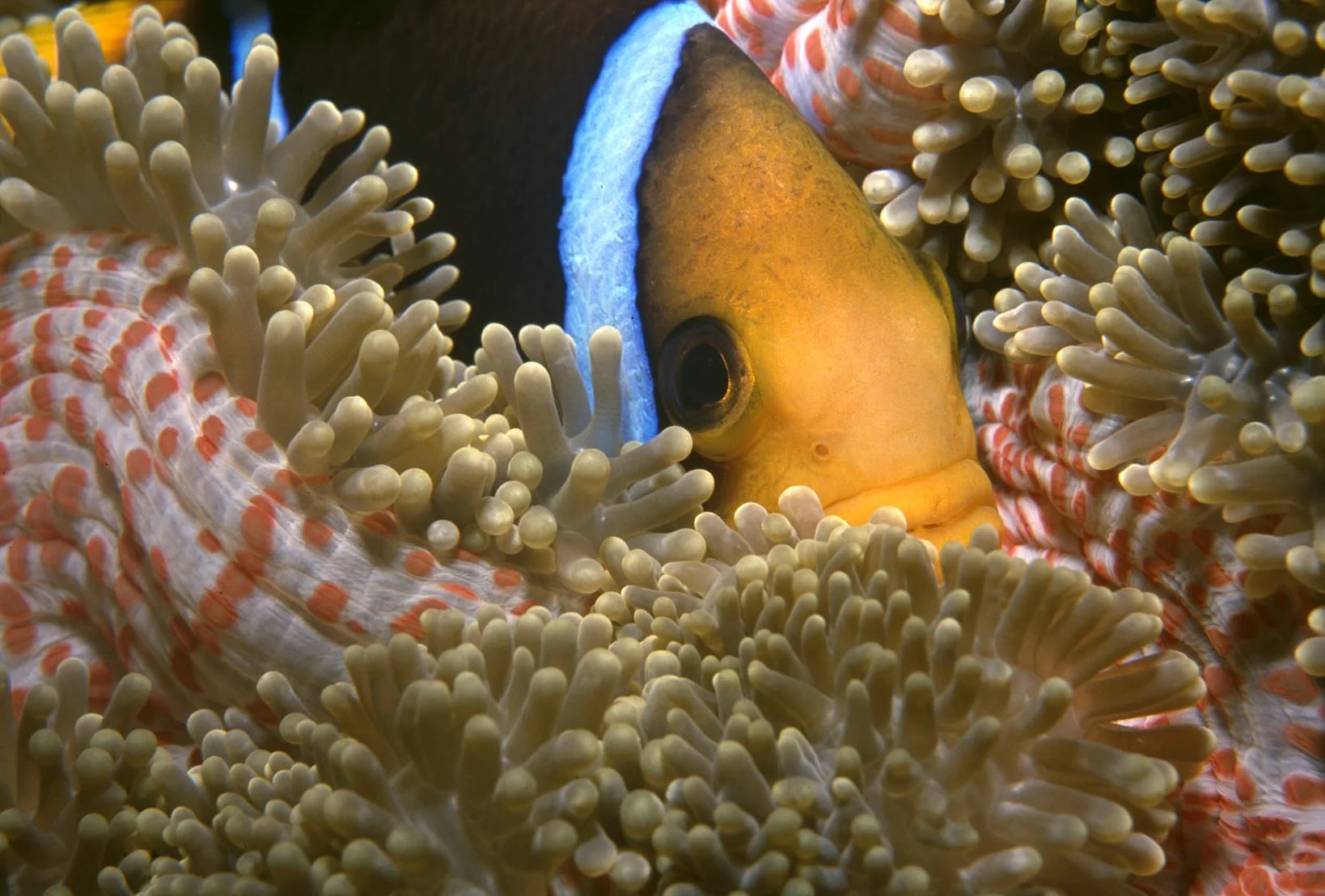 Simon Warren, marine archive early 2000's