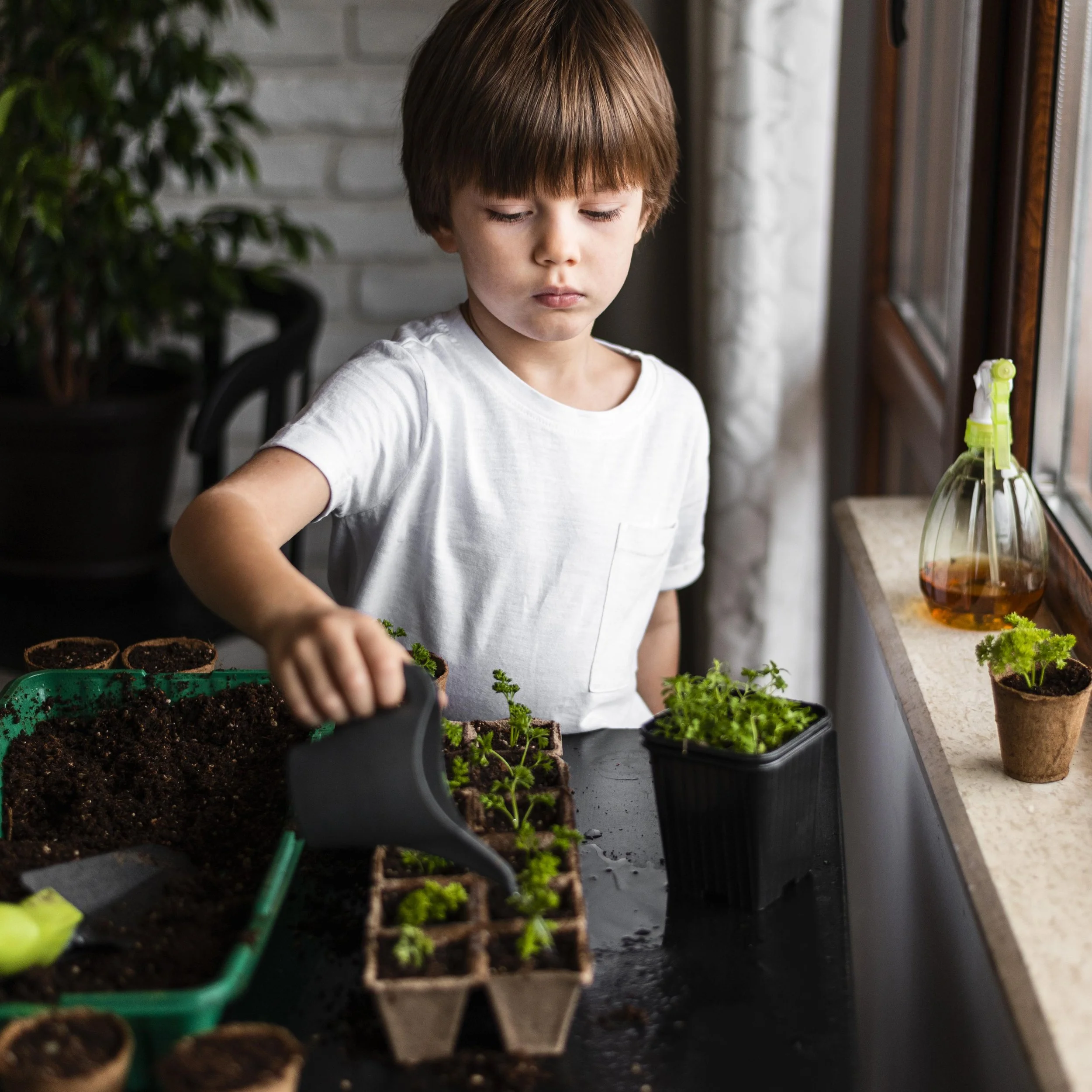A young boy watering seedlings in small pots inside a room near a large window.