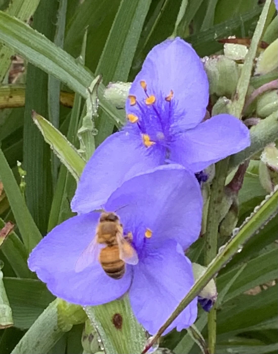 spiderwort studio