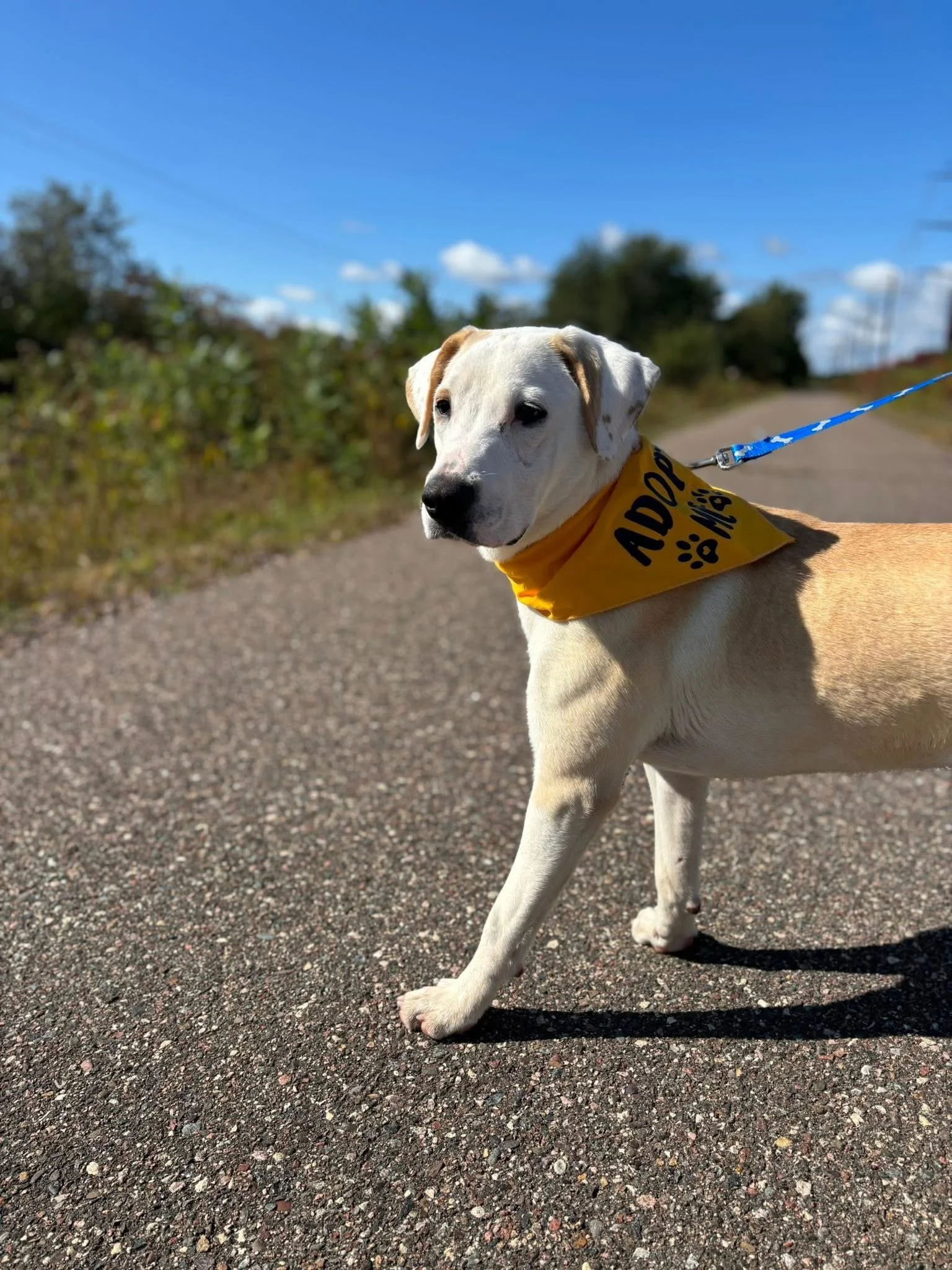 A white dog with light brown spots wearing a yellow bandana that says 'ADOPT' with paw print and bones, standing on a gravel path outdoors under a blue sky with some clouds.