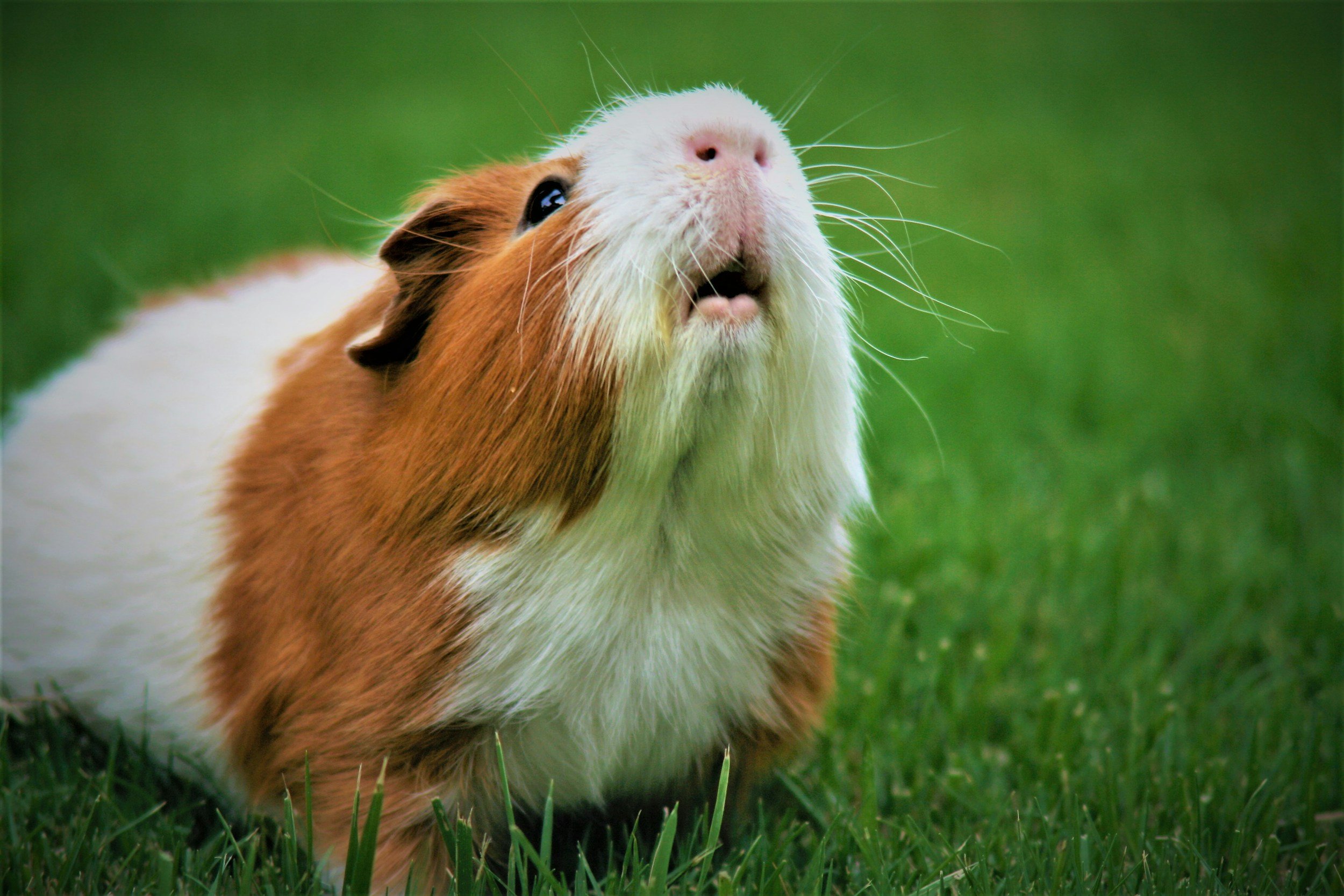 A guinea pig with brown, white, and tan fur looking upward with a pink nose and whiskers, on green grass.