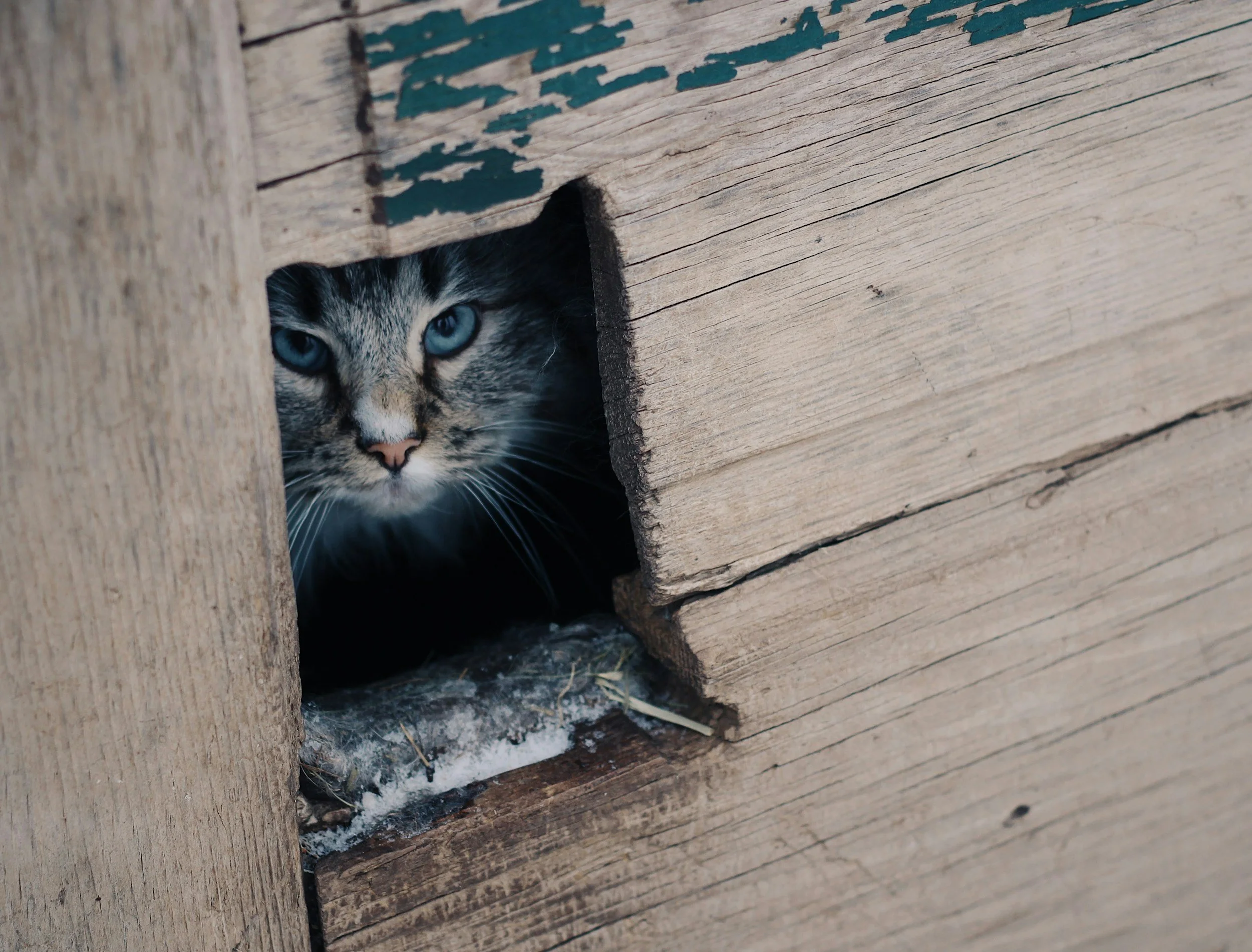 A cat with blue eyes peeking out of a small, rectangular wooden hole in a weathered, light-colored wooden wall.