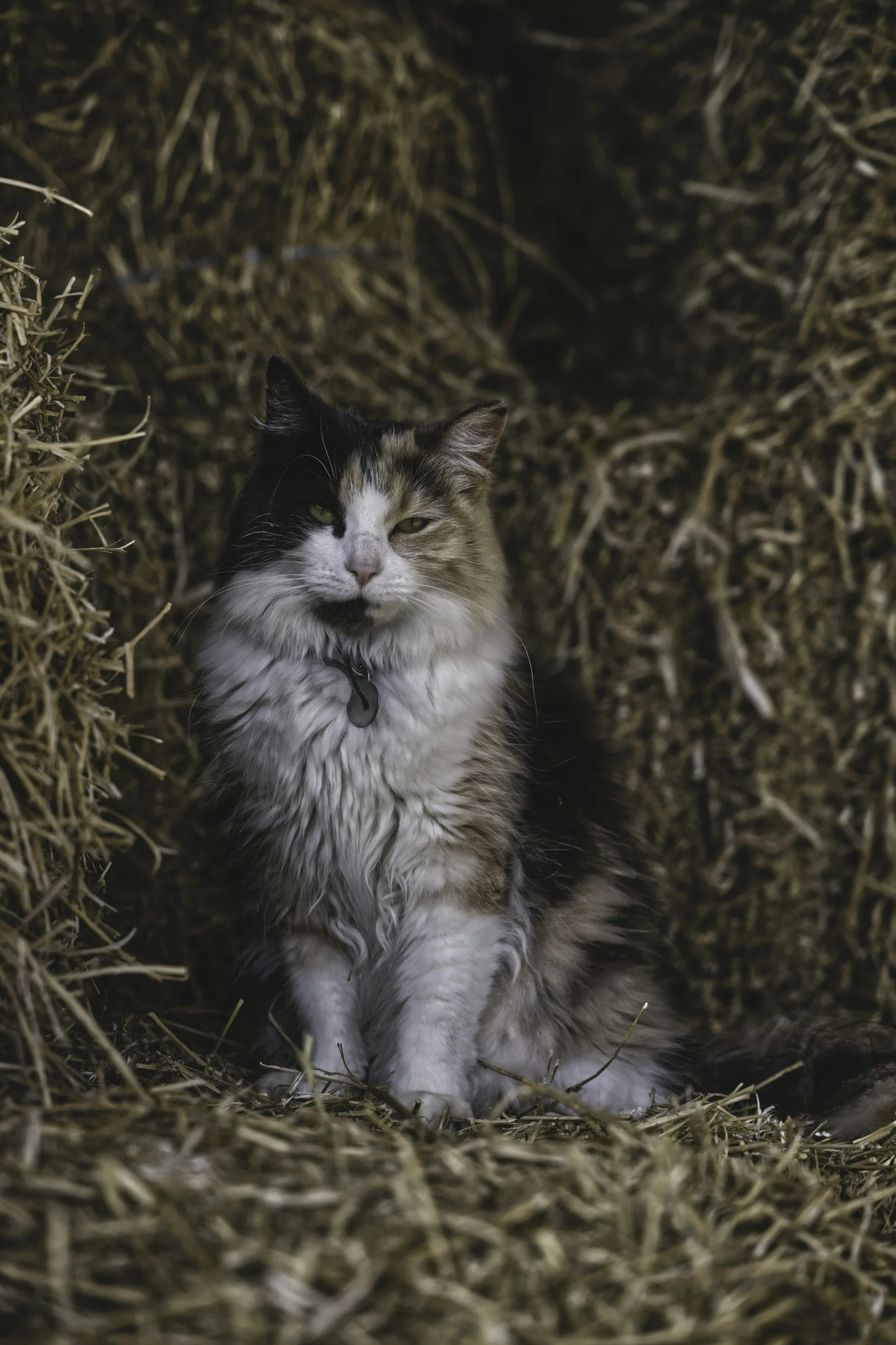 A long-haired calico cat sitting inside a haystack, looking at the camera with a relaxed expression.