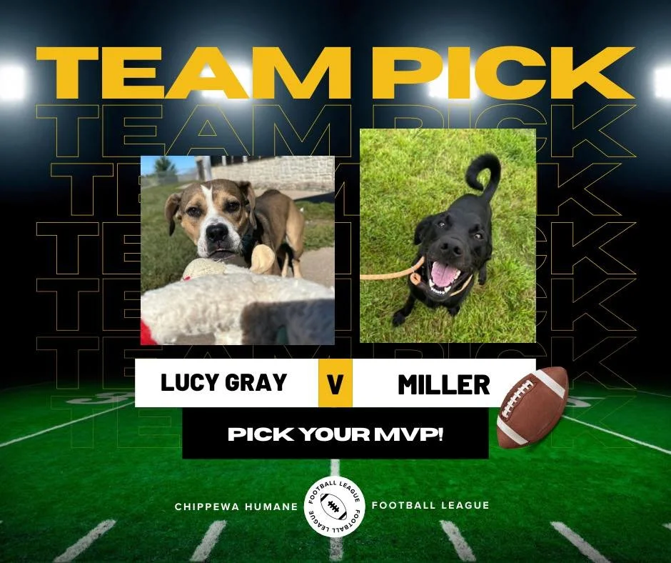 🏈 Week 2 of the Chippewa Humane Pet Playoffs! 🏈

Our next match-up is here and it&rsquo;s a tough one&hellip;
🐾 Team Lucy Gray vs. 🐾 Team Miller

Both of these adoptable MVPs (Most Valuable Pets) are bringing their A-game&hellip;and you&rsquo;ll 