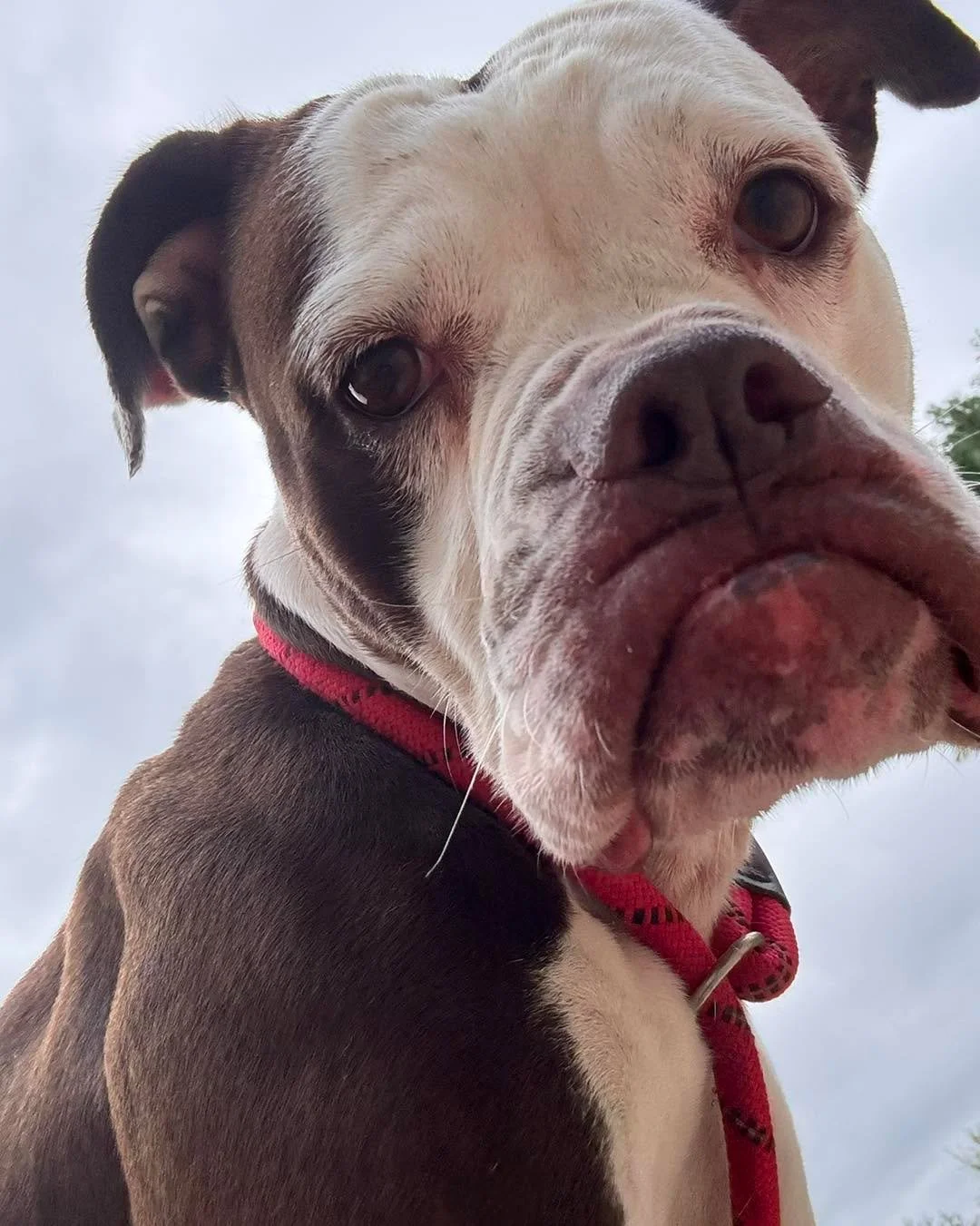 🖤❤️Weekly Wishlist❤️🖤
Rowen&rsquo;s here with our wishlist! 

We are most in need of: 
🐾 Adult Dog Food (Purina Dog Chow)
🐾 Non Clumping Litter
🐾Wet Canned Cat and Dog Food 

Wishlist links: 
Amazon: https://www.amazon.com/hz/wishlist/ls/351SZ7I