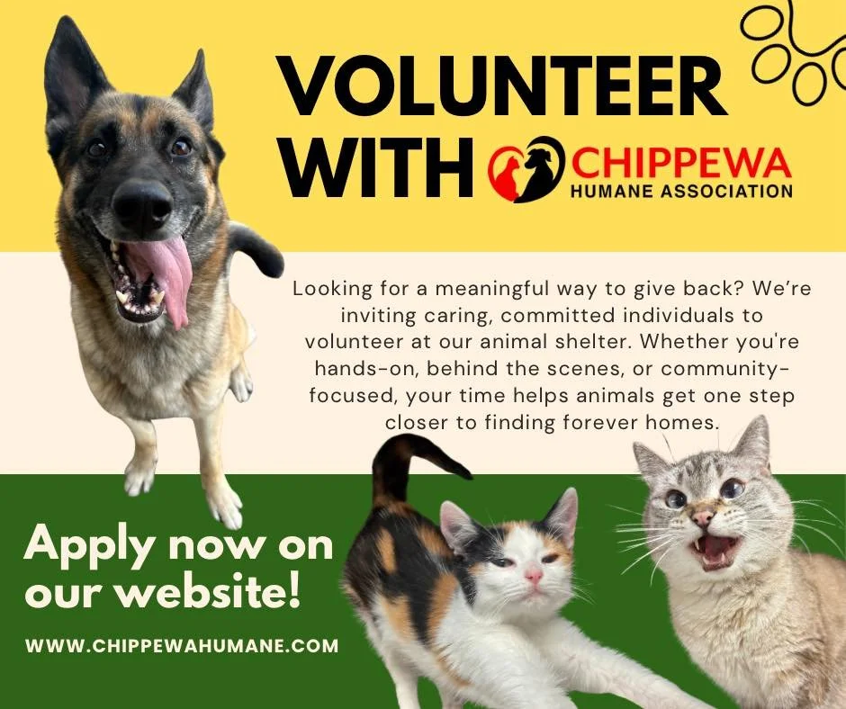 🐾 We&rsquo;re Bringing Volunteers Back! 🐾

We&rsquo;re excited to share that our Volunteer Program at Chippewa Humane Association is officially being restarted! 🎉

If you&rsquo;ve ever wanted to make a difference in the lives of animals, now&rsquo