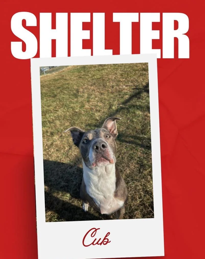 ✨ Shelter Spotlights: Meet Cub &amp; Marion! ✨
Each week we highlight a couple of amazing pets in hopes of helping them find the loving homes they deserve &mdash; and this week is all about Cub and Marion!

🐶 Cub &mdash; 5-year-old, neutered tri-paw