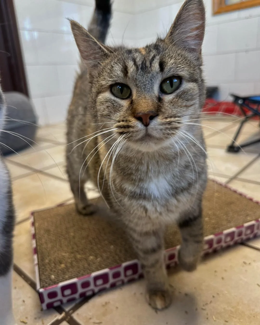 ✨ Shelter Spotlight✨

Meet Marion!
Marion is a very sweet, quiet 4-year-old who does well with other cats and absolutely shines in a calm home. She&rsquo;s the &ldquo;grandma&rdquo; of our colony room &mdash; patient, gentle, and always letting the y