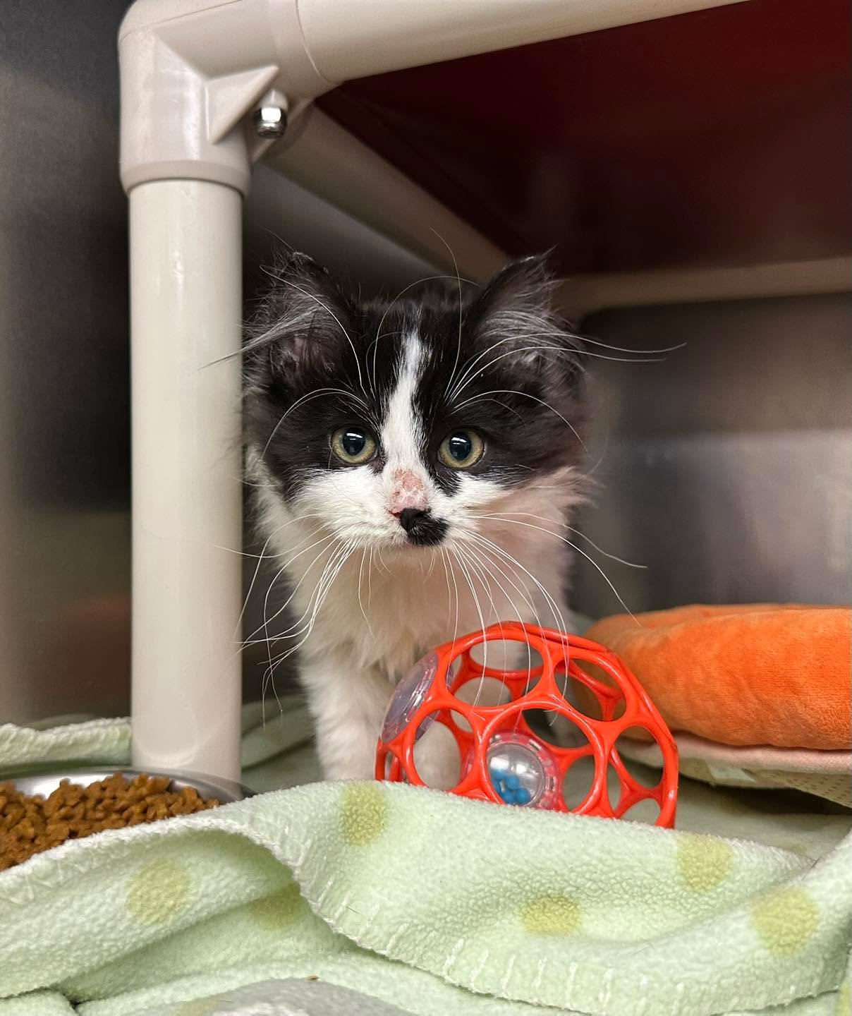 ‼️Weekly Wishlist‼️

We are in need of quite a few basic necessities: 
‼️ADULT PURINA CAT CHOW‼️
🐾Wet canned cat food (we just got in a litter of 2-3 week old kittens, and canned cat food is great for sick cats)
🐾 Wet canned dog food 
🐾 Laundry De