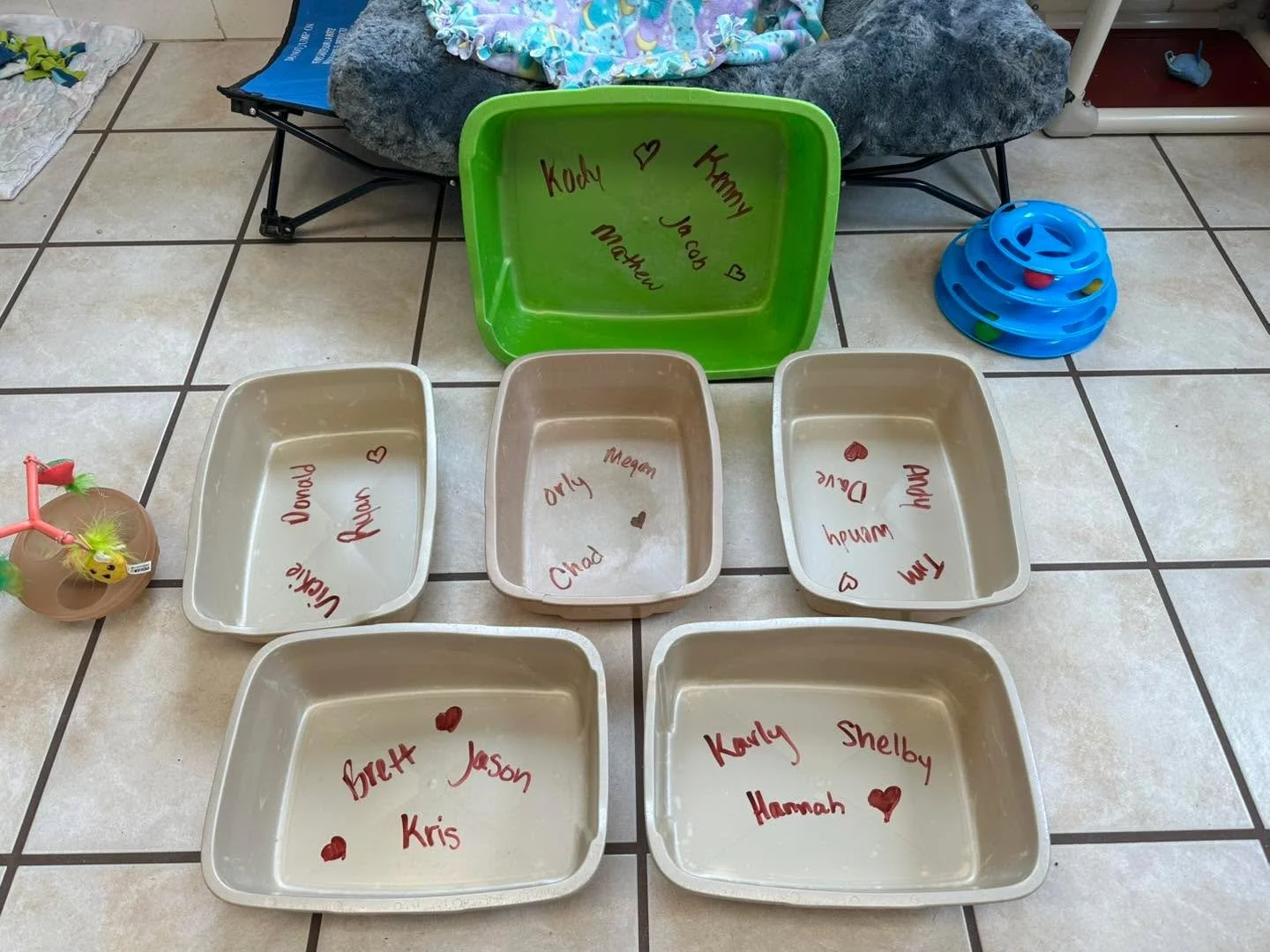 💕 SINGLE, SALTY &amp; SUPPORTING SHELTER PETS 💕

The first round of names has officially been placed in our litter boxes 😌🧂🐾
Thank you to everyone who kicked off this fundraiser with us &hellip;we&rsquo;re off to a strong (and slightly petty) st