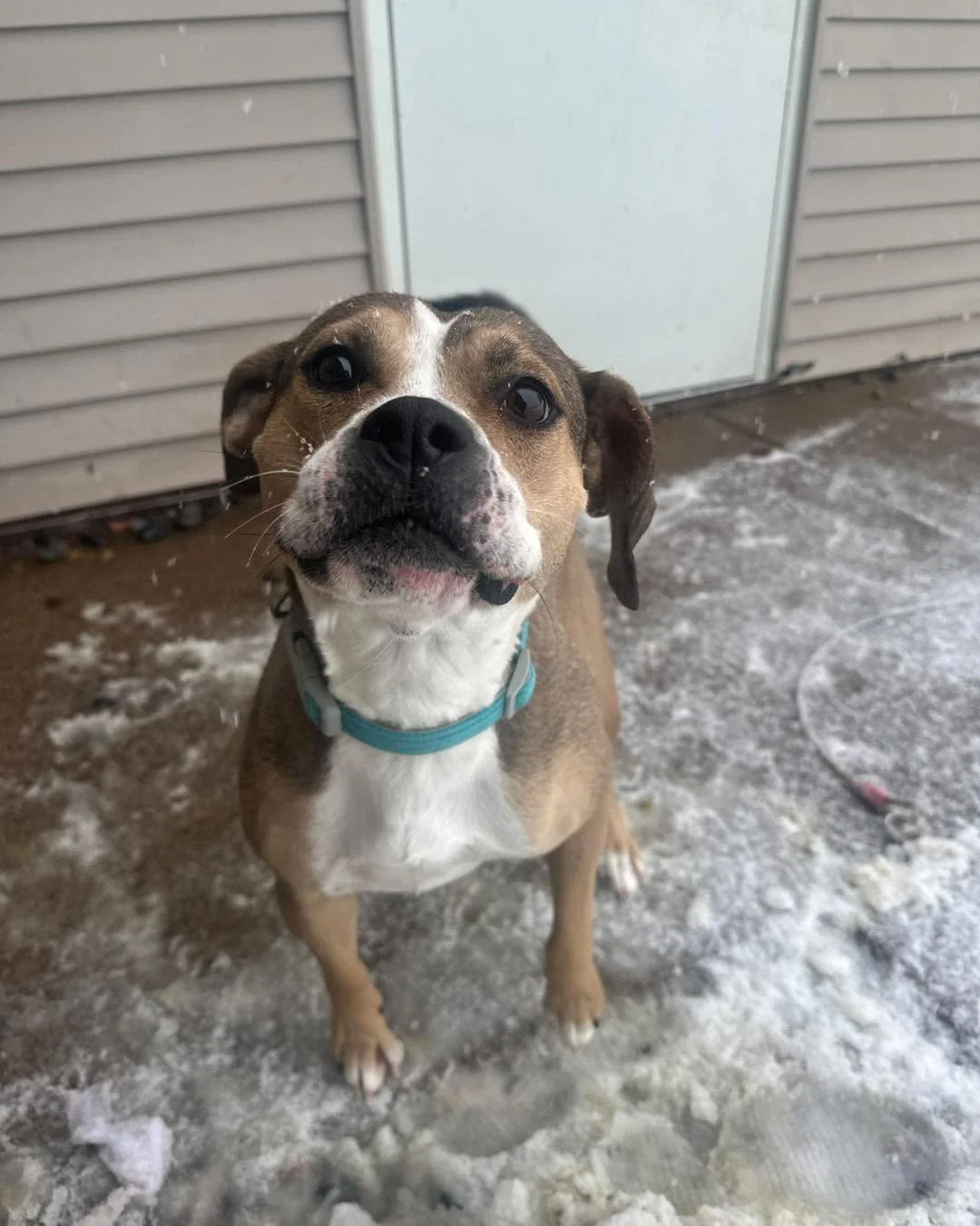 🐾 Dog Spotlight Week &ndash; Day 3 🐾
✨ Meet Lucy Gray ✨

Lucy Gray is a gentle, soft-hearted girl who came to us as a stray. While we don&rsquo;t know much about her past, we do know that she&rsquo;s been quietly stealing hearts since the day she a