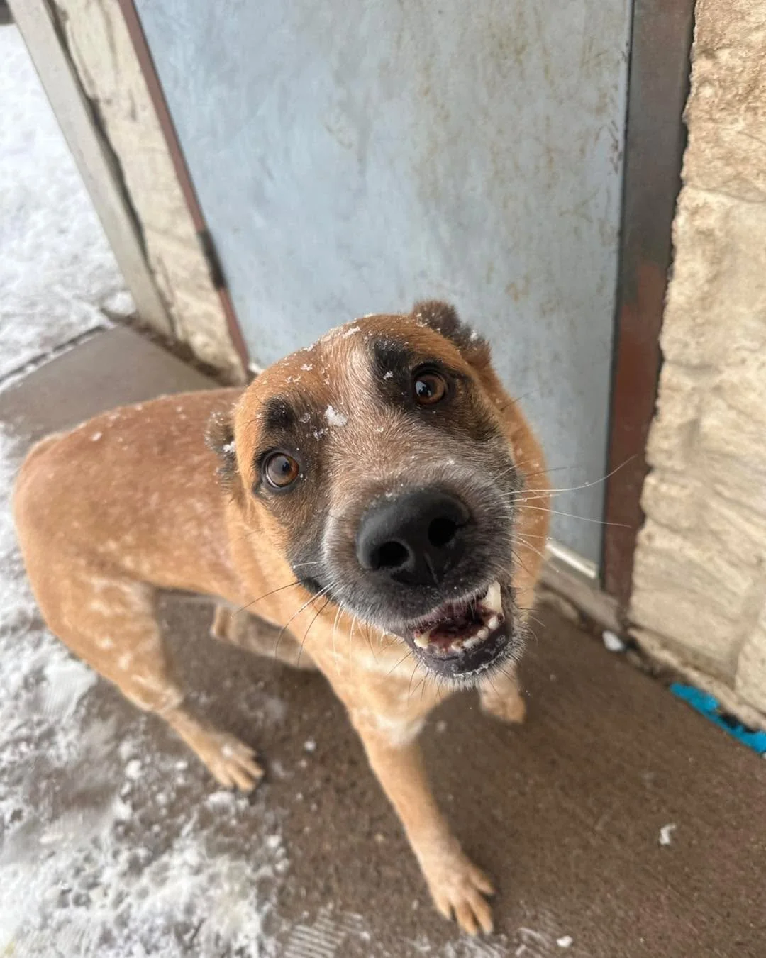 🐾 Dog Spotlight Week &ndash; Day 4 🐾
✨ Meet Vinnie ✨

Vinnie came to us as a stray and was never claimed, but that just means he&rsquo;s now fully ready for a fresh start. He&rsquo;s neutered, up to date on vaccinations, and officially on the looko