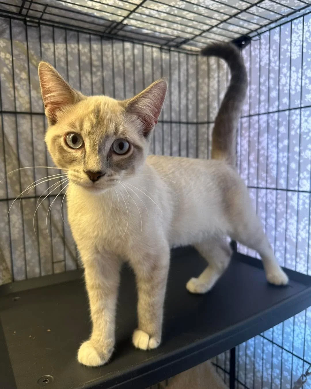 🖤❤️We are open today❤️🖤

Cat and small animal viewing hours 12-4pm 
Dog viewing hours 3-4pm

🐾Please note with an approved application we can schedule an appointment any day of the week except for Friday&rsquo;s and Sunday&rsquo;s for approved app