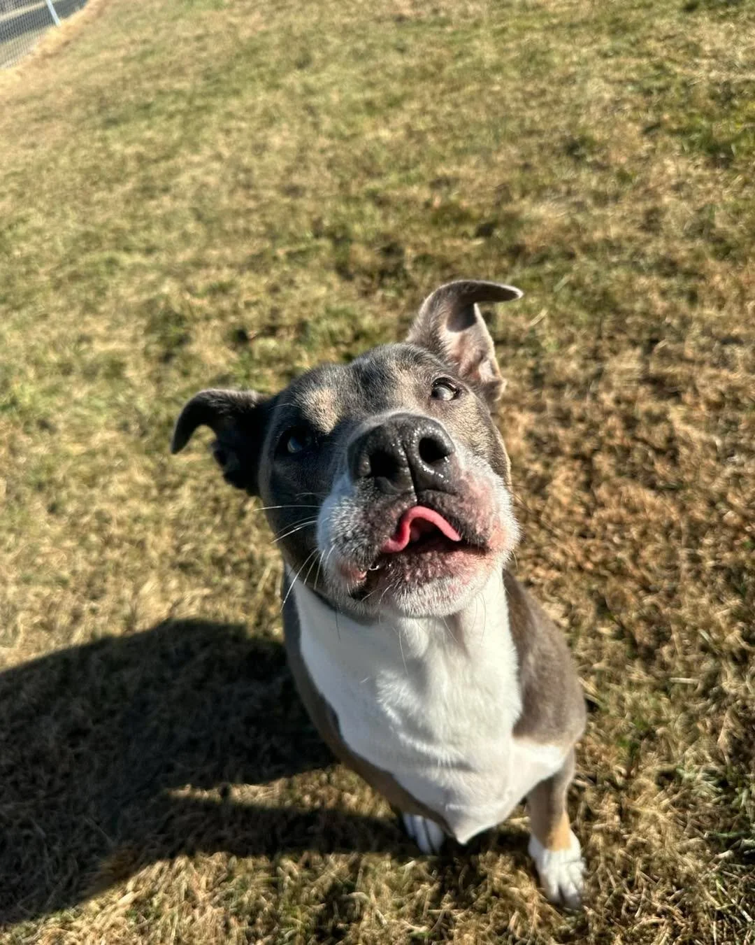 ✨ Shelter Spotlight✨

Meet Cub!
Cub came to us as a stray and recently got neutered &mdash; and yes, he&rsquo;s a proud tri-paw! But that absolutely does not slow him down. Cub gets around incredibly well and loves zooming around our yard and playing