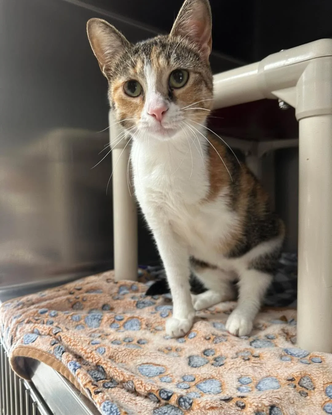 🐾 Different needs, same devotion. 🐾
Special needs pets don&rsquo;t see themselves as limited. They live life fully, joyfully, and with endless love to give. Whether it&rsquo;s mobility issues, vision loss, or ongoing medical care, they just need so