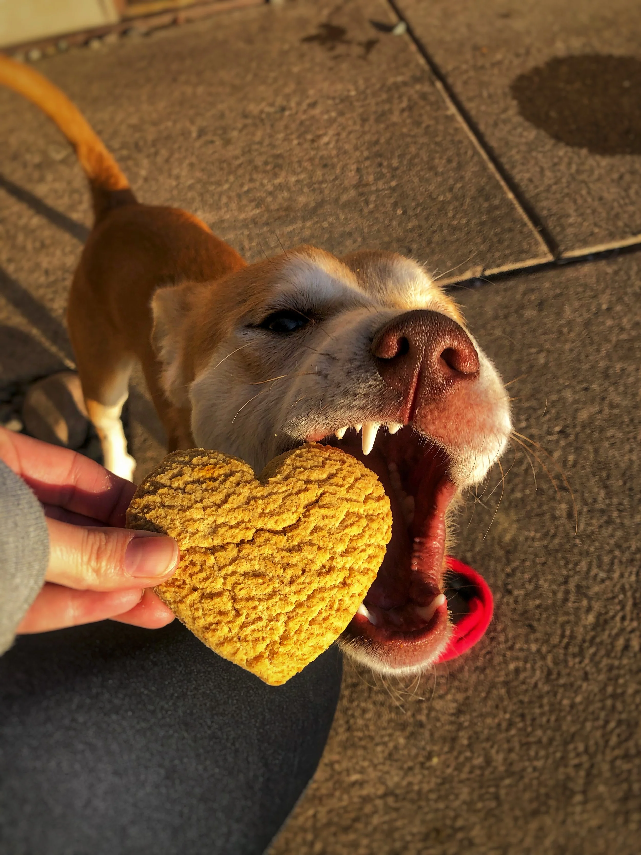 A happy dog with a tan and white coat, showing teeth and open mouth, attempting to bite a heart-shaped object held by a person.