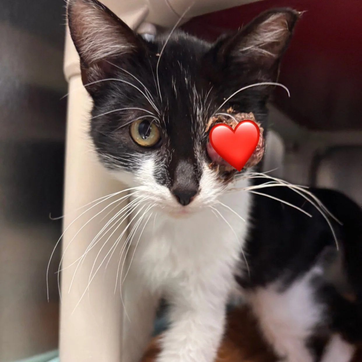 A black and white cat with an eye injury partially covered by a heart emoji, looking at the camera.
