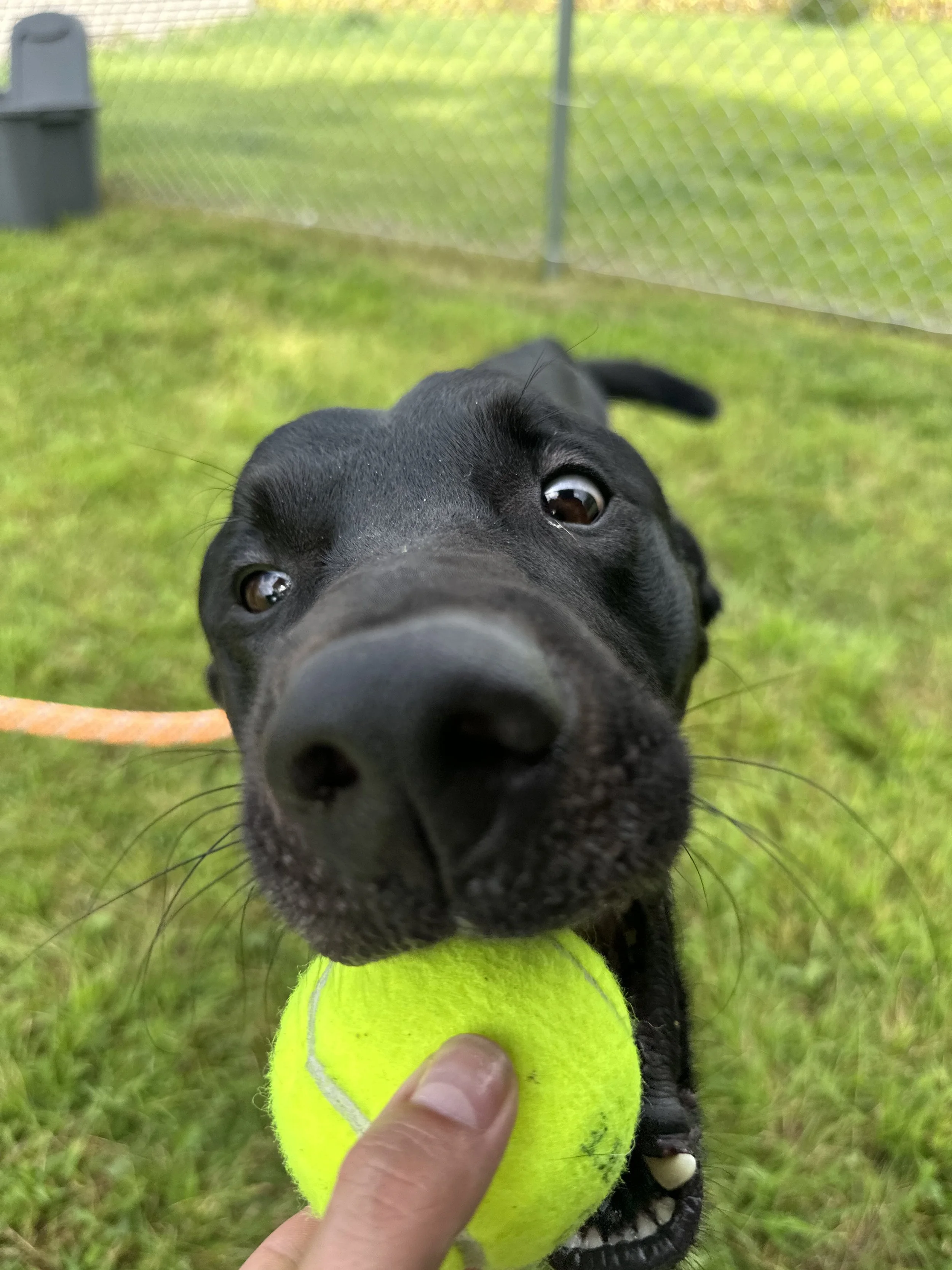 Close-up of a black dog with a tennis ball in its mouth, outdoors on grass with a metal fence in the background.