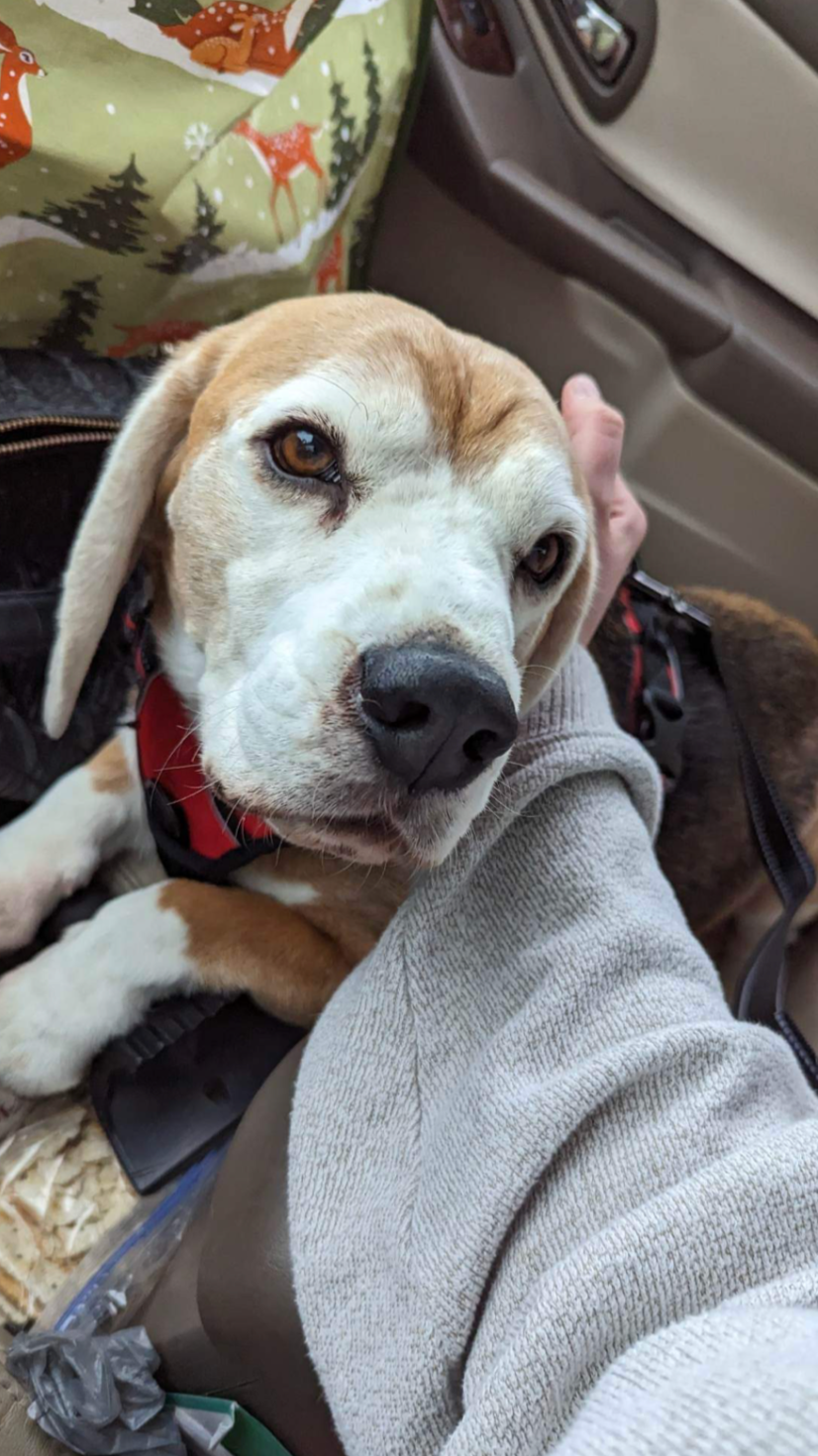 Close-up of a beagle puppy lying on a person's lap inside a vehicle, with one eye partially closed and resting its head on the person's arm. In the background, there is a Christmas-themed gift bag with reindeer and pine trees.