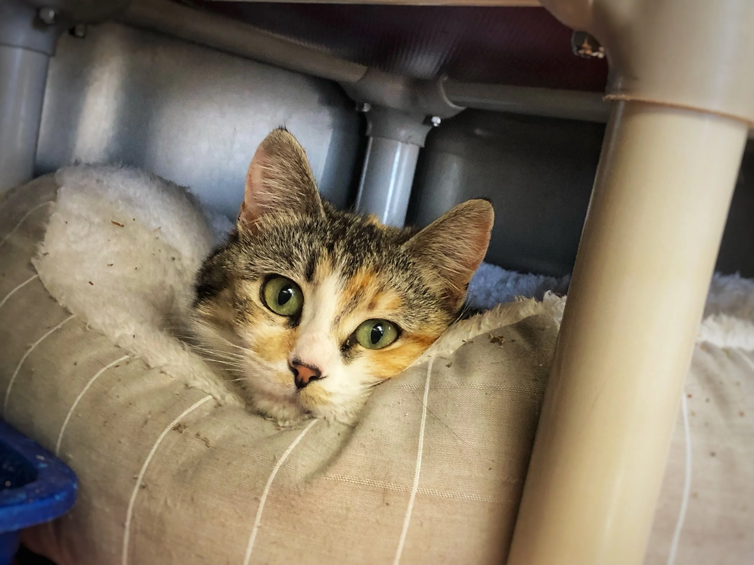 A tabby cat with green eyes lying inside a cardboard box with a soft blanket, under a table.