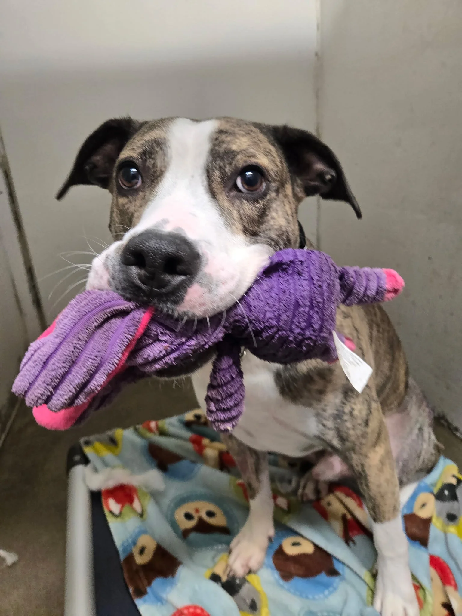 A brindle and white dog is holding a purple plush toy in its mouth, standing on a blanket with dog illustrations, inside a kennel or shelter setting.