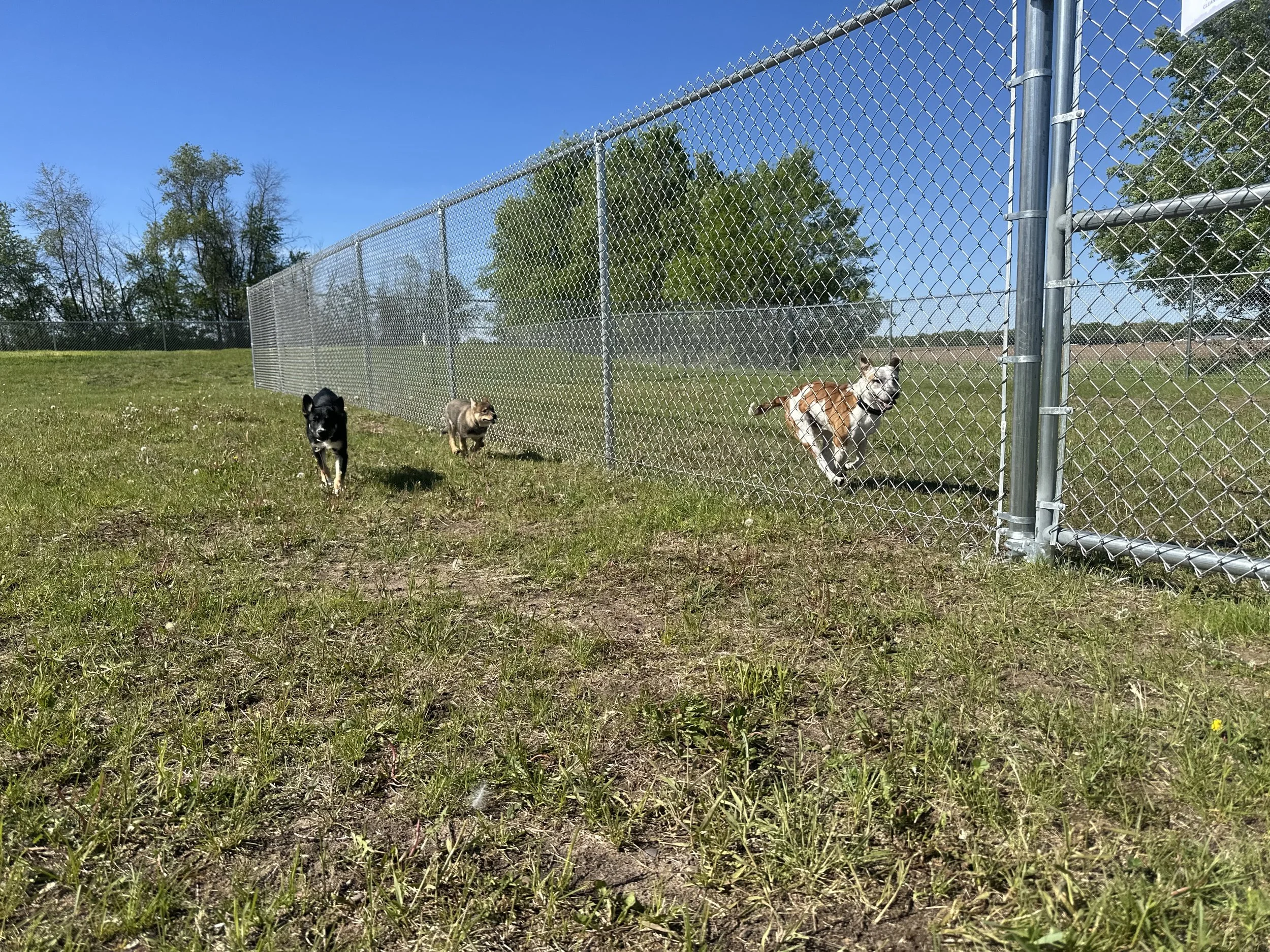 Three dogs running and jumping near a chain-link fence in a green grassy outdoor area on a sunny day.