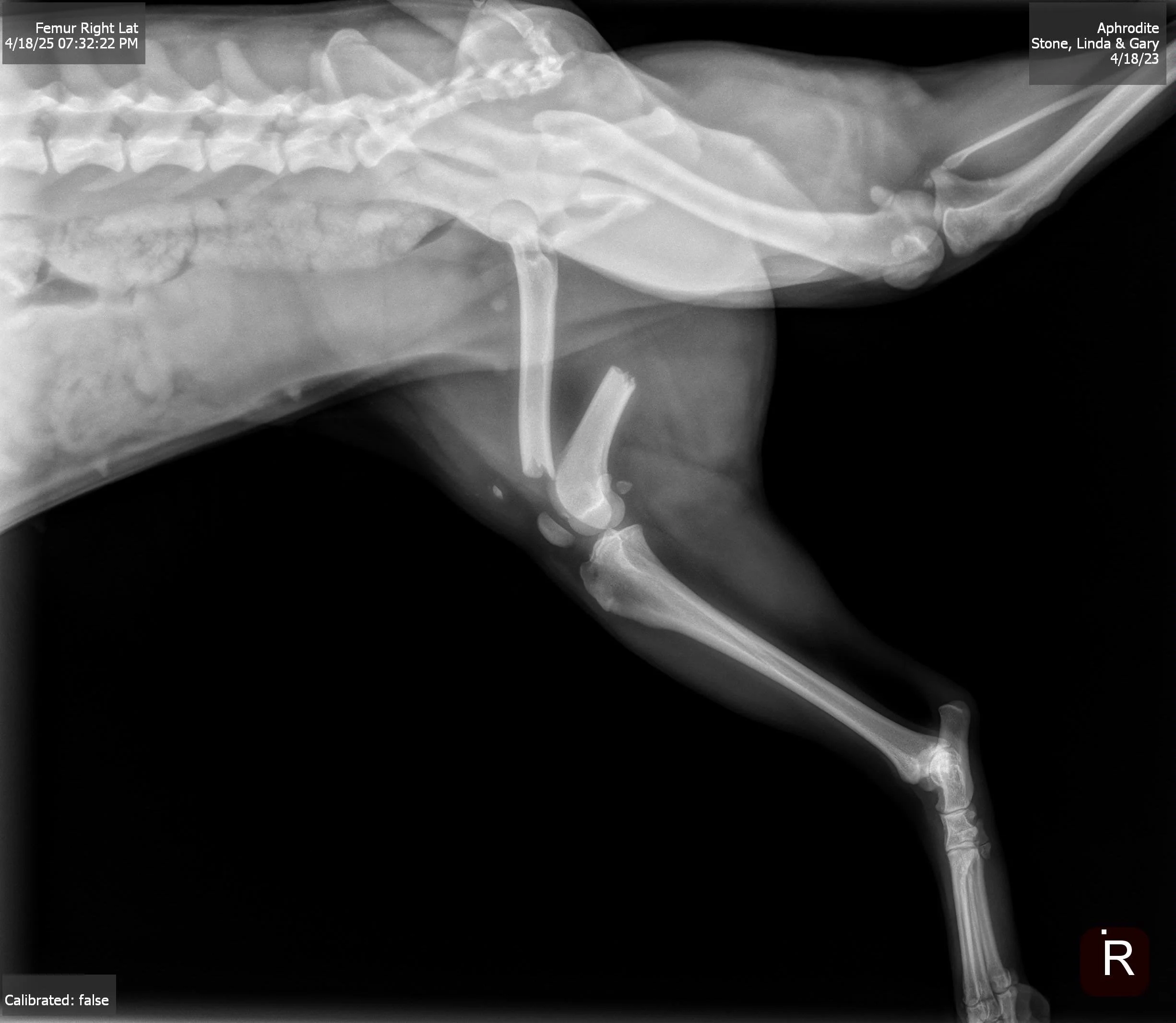X-ray image of a dog's right thigh, showing fractured femur with a metal rod inserted for stabilization.