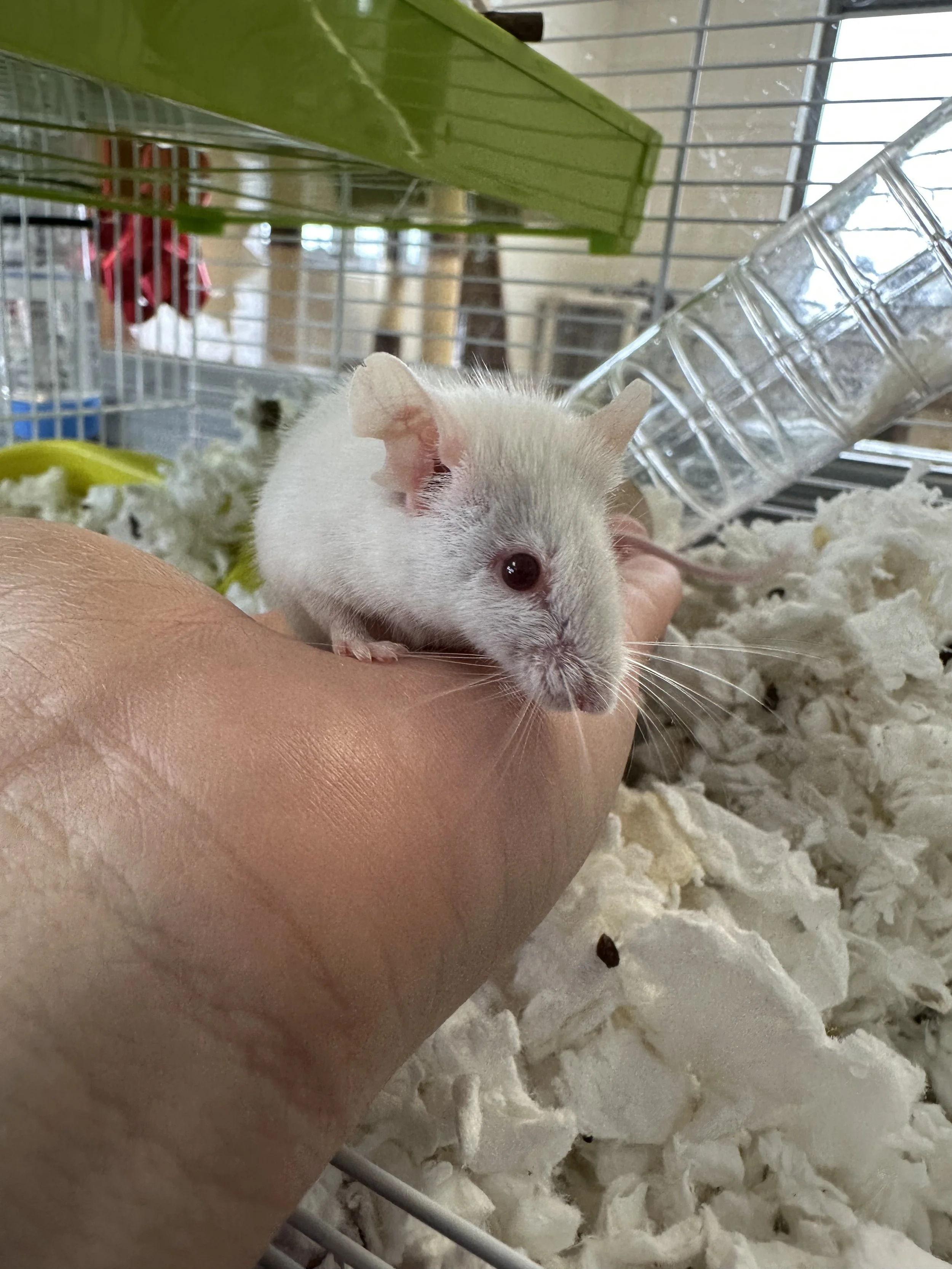 A small white mouse with gray patches on its face and ears sitting on a person's hand inside a cage with shredded paper bedding and a plastic water bottle.