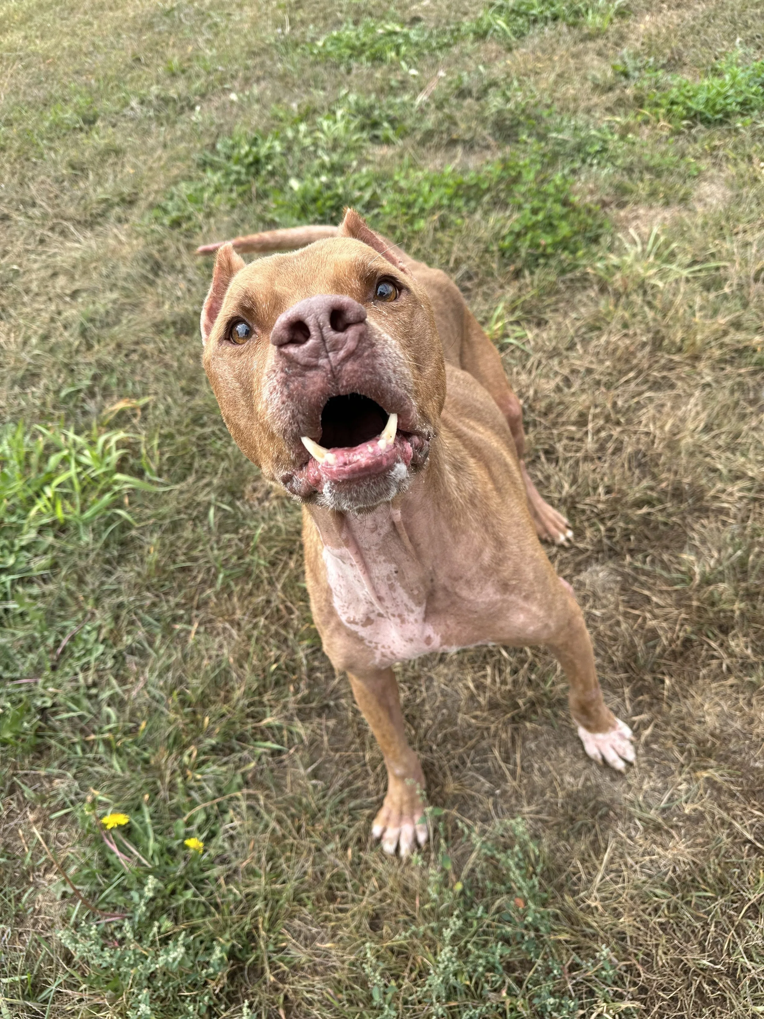 A brown dog with a wide-open mouth, showing teeth, on grassy ground.