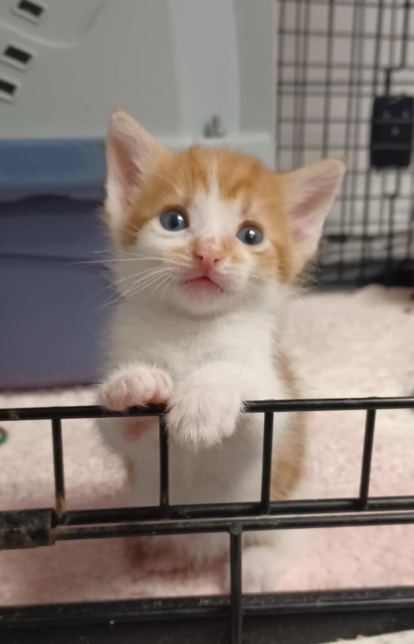 A cute orange and white kitten peeking out from a pet cage, with one paw hanging over the edge and looking directly at the camera.