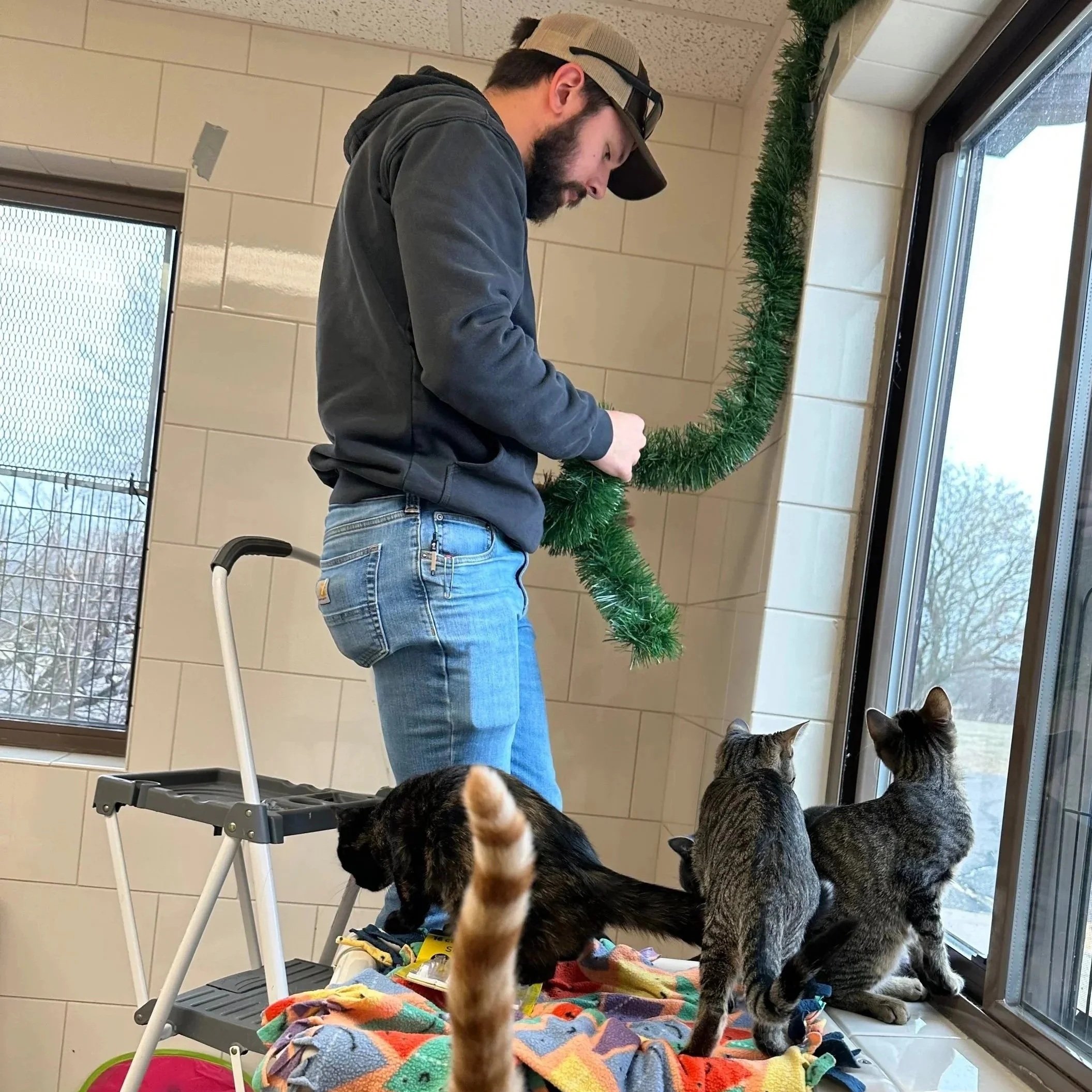 A man stands inside a room decorated for Christmas, hanging a green tinsel garland near a window with cats sitting and looking outside.