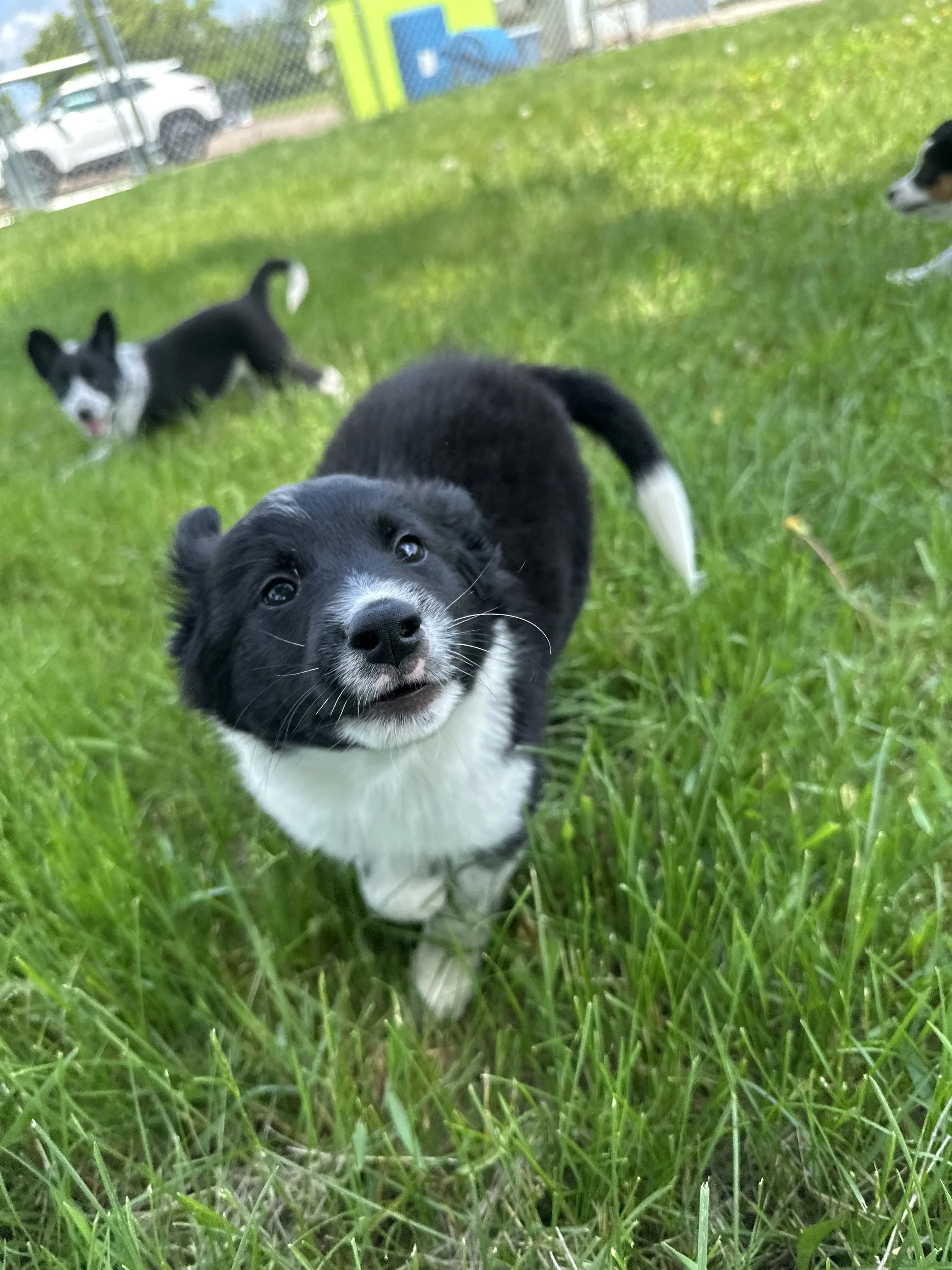 A black and white puppy standing in green grass, with a close-up view of its face, and two other dogs in the background near a fence.